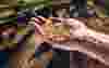 animal-feed-blowers-installation-480x300.jpg