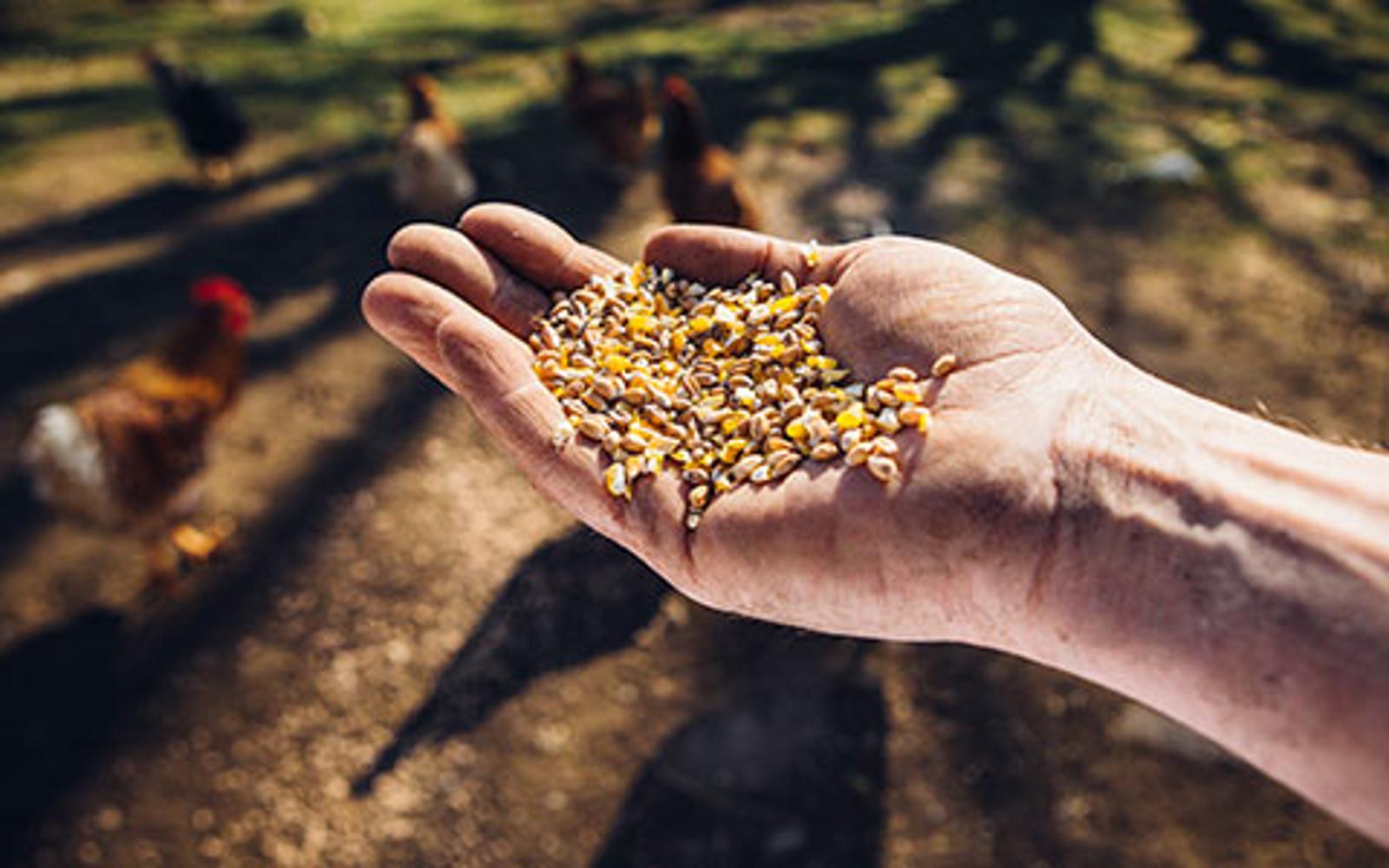 animal-feed-blowers-installation-480x300.jpg