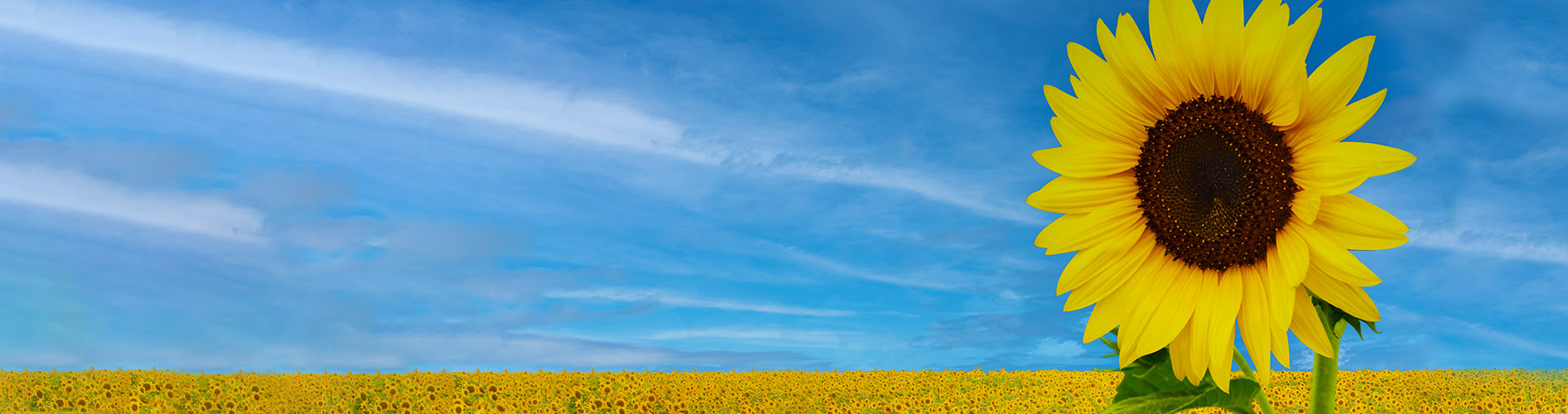 heat-recovery-oil-free-banner