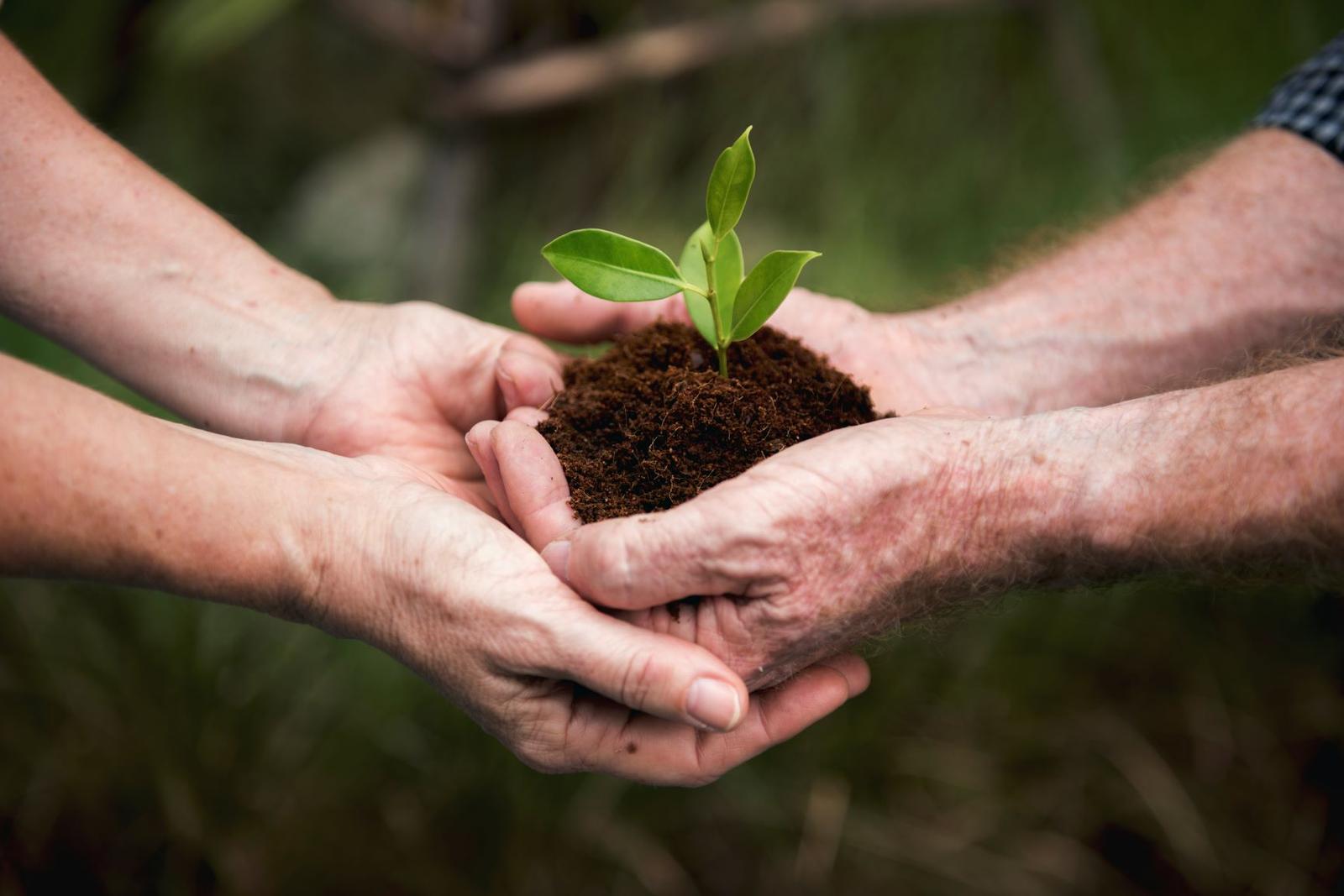 image-grow-sustainably-cover-page.jpg