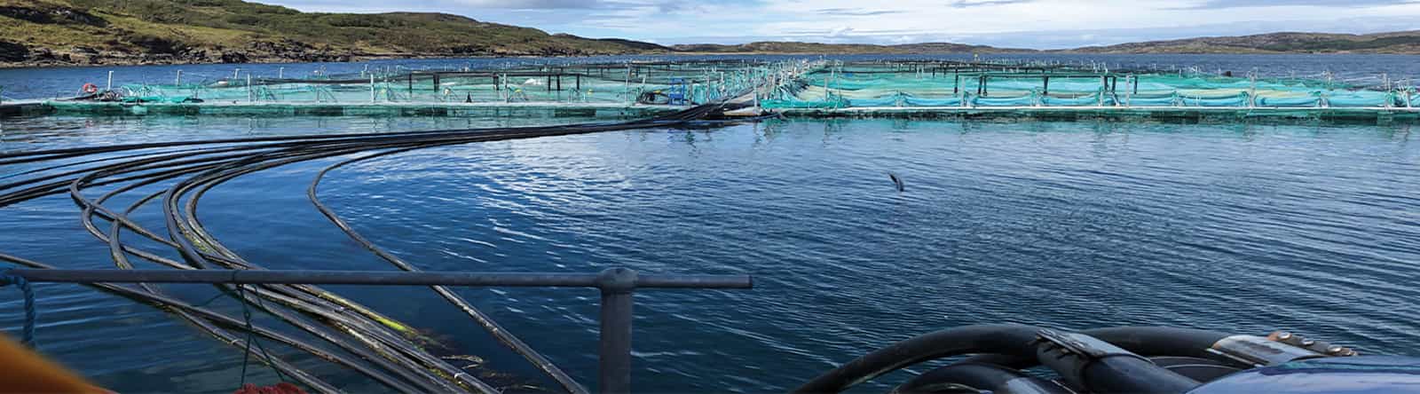 robuschi_banner-aquaculture.png