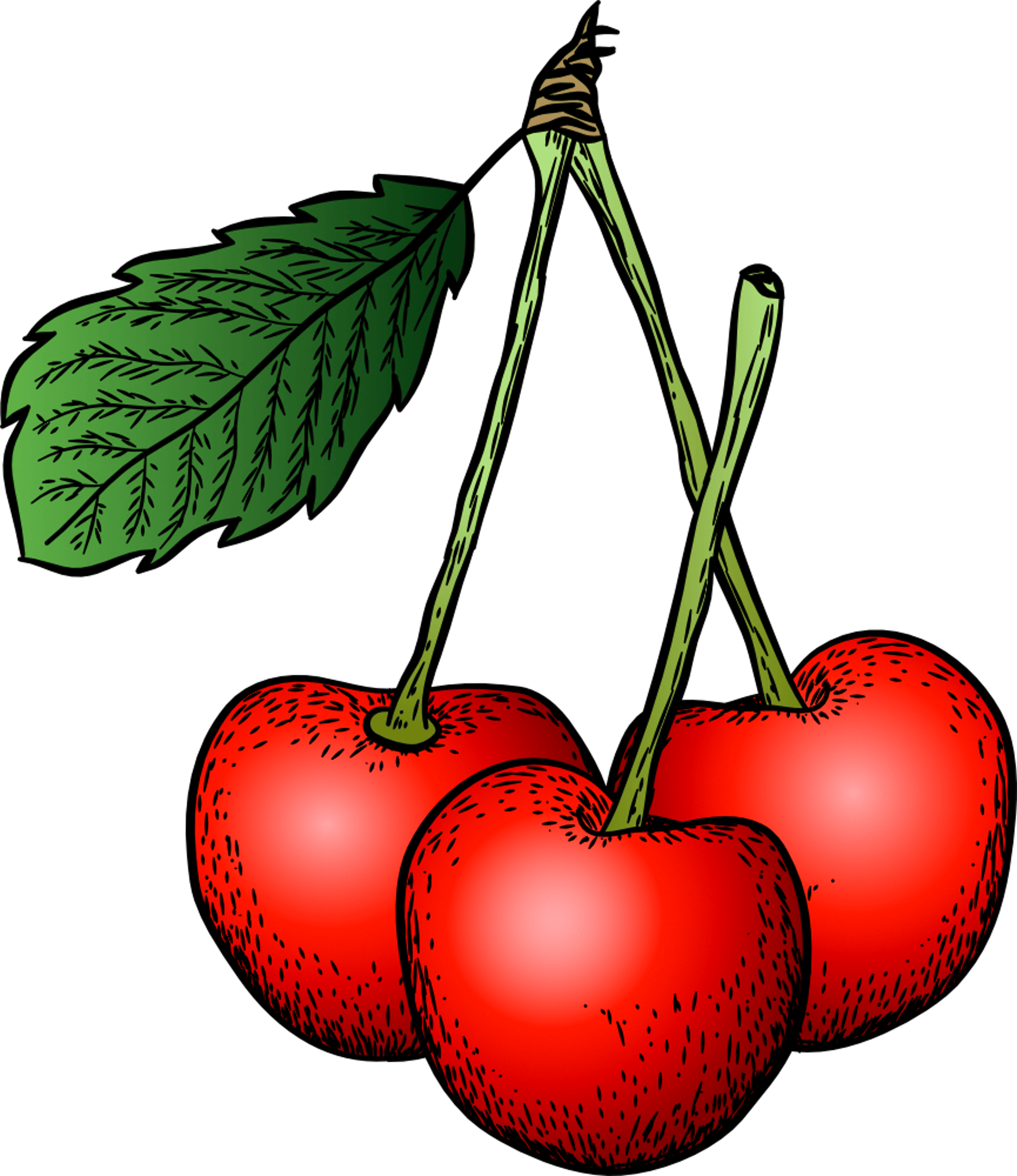 Cherry Illustration