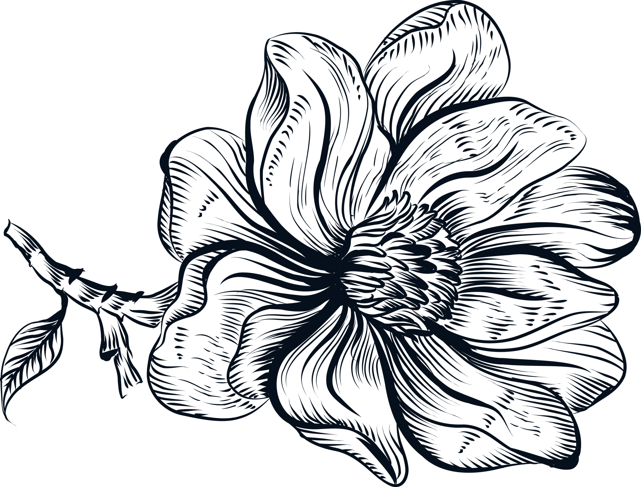 Ink Line Flower and Stem