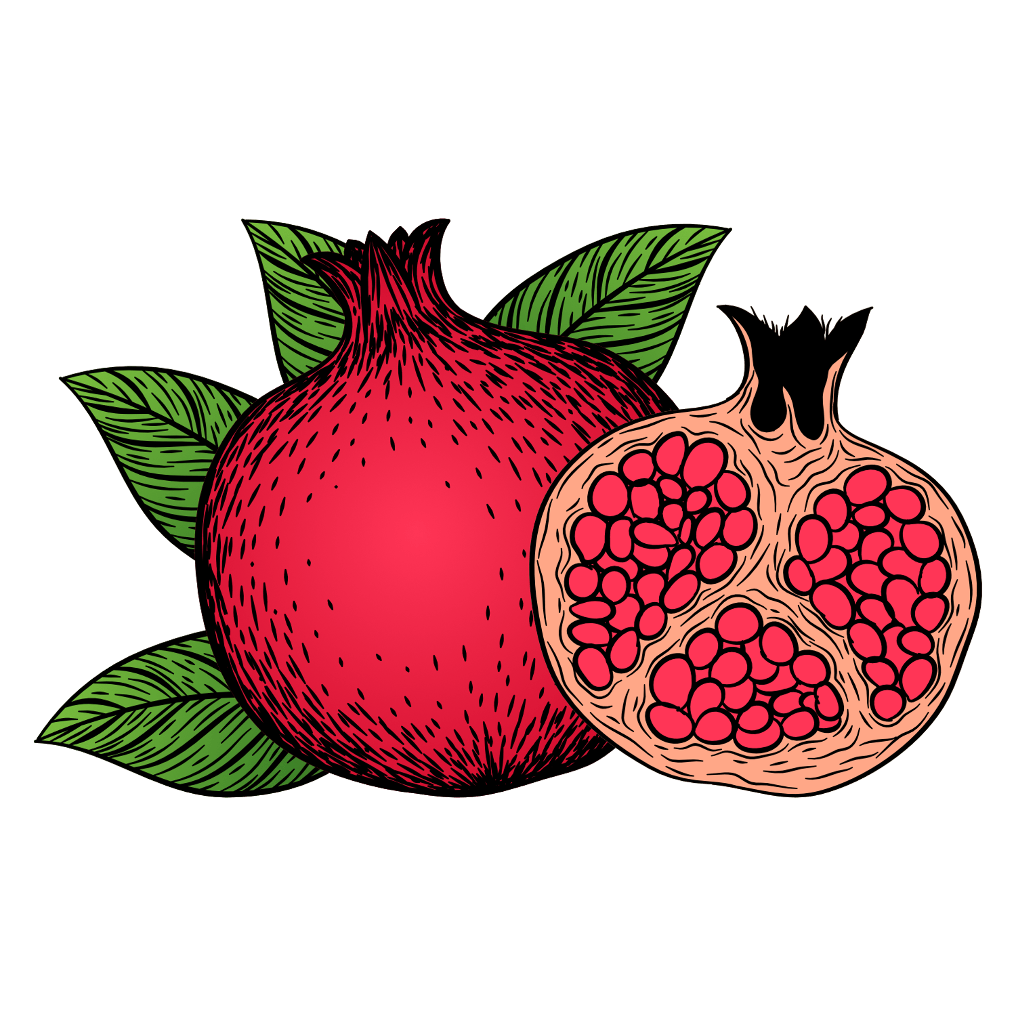Pomegranate Illustration