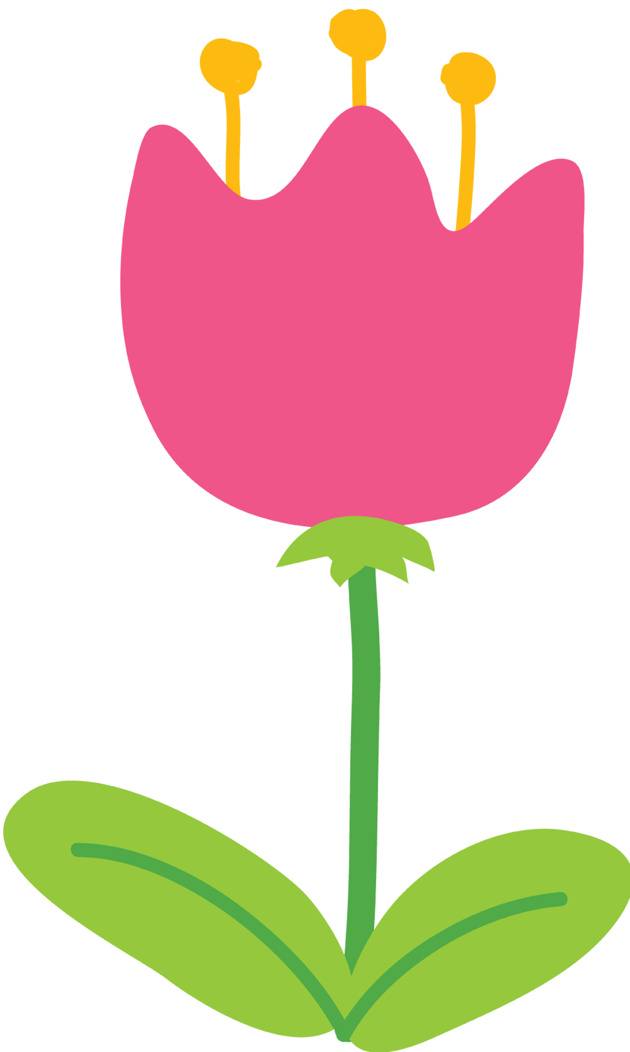 Pink Tulip Flower