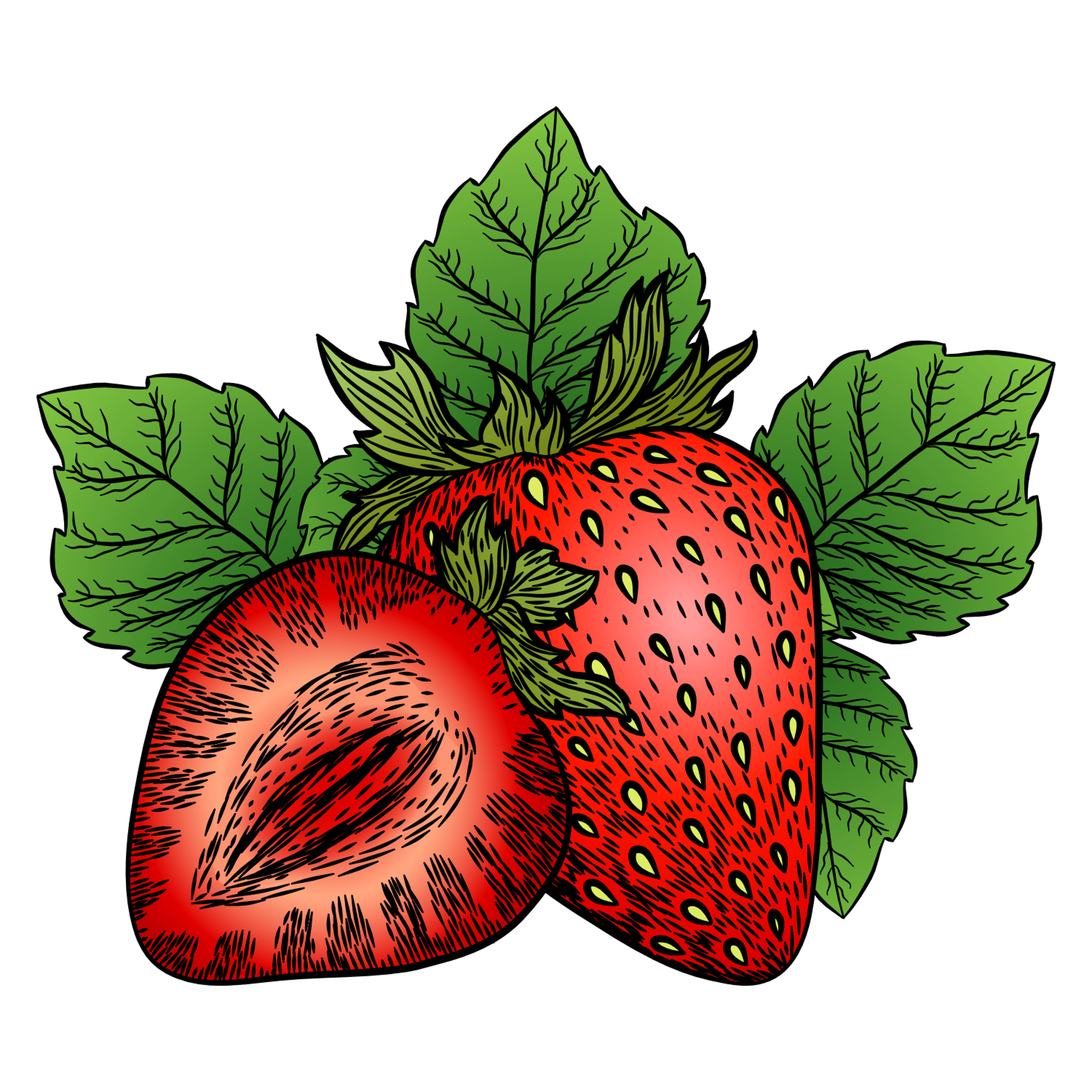 Strawberry Illustration