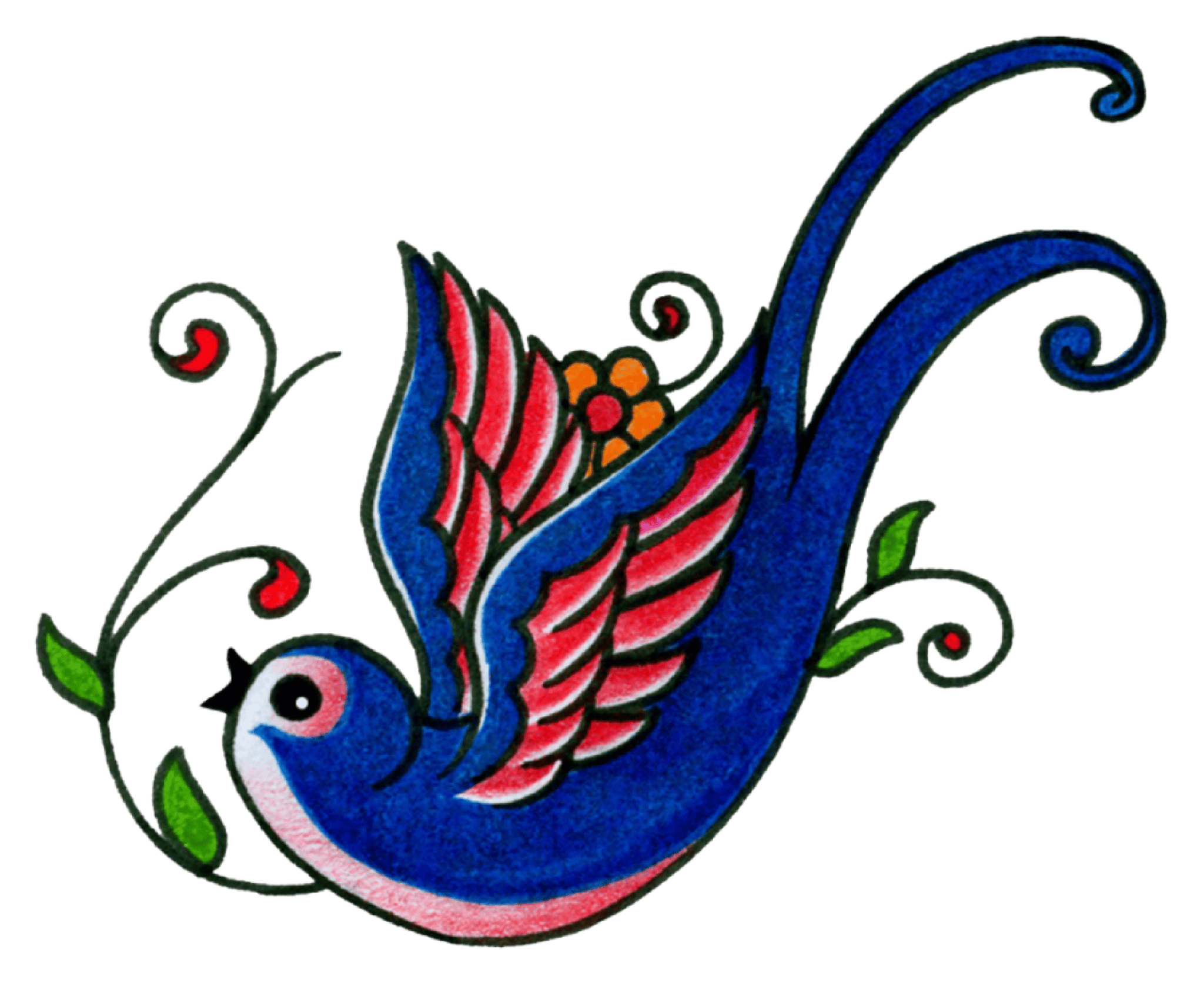 swallowblueredbelly