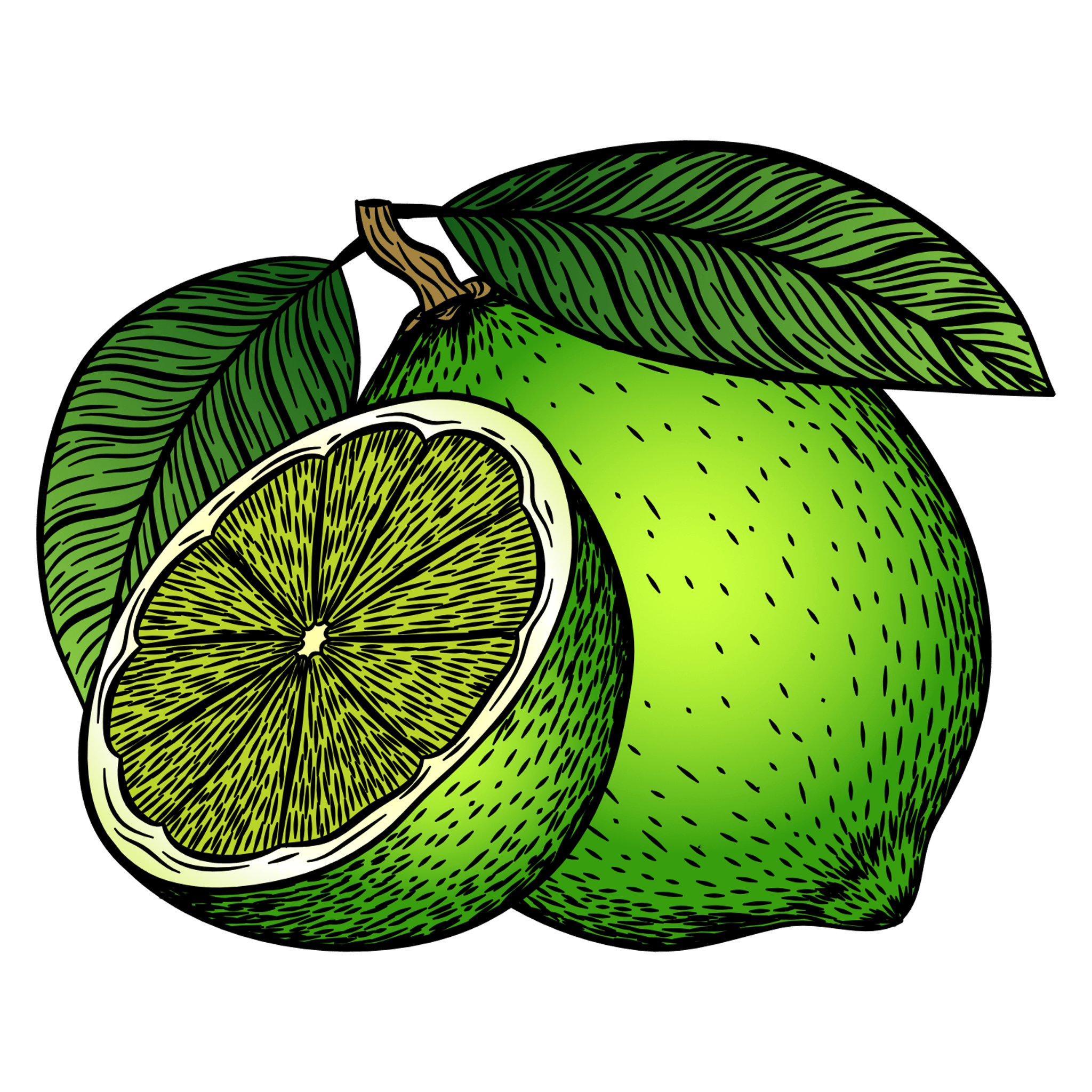 Lime Illustration
