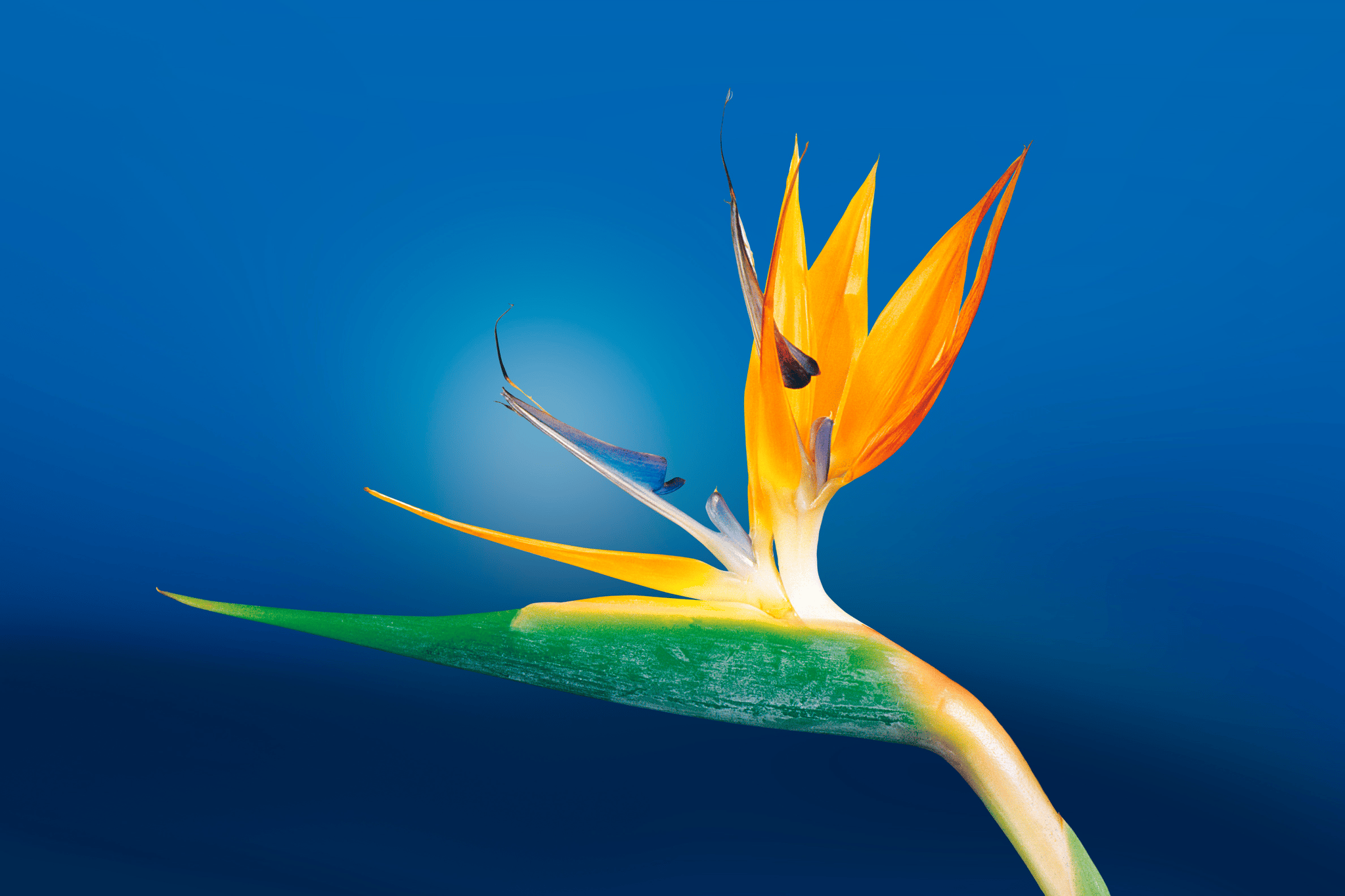 Flower Photo