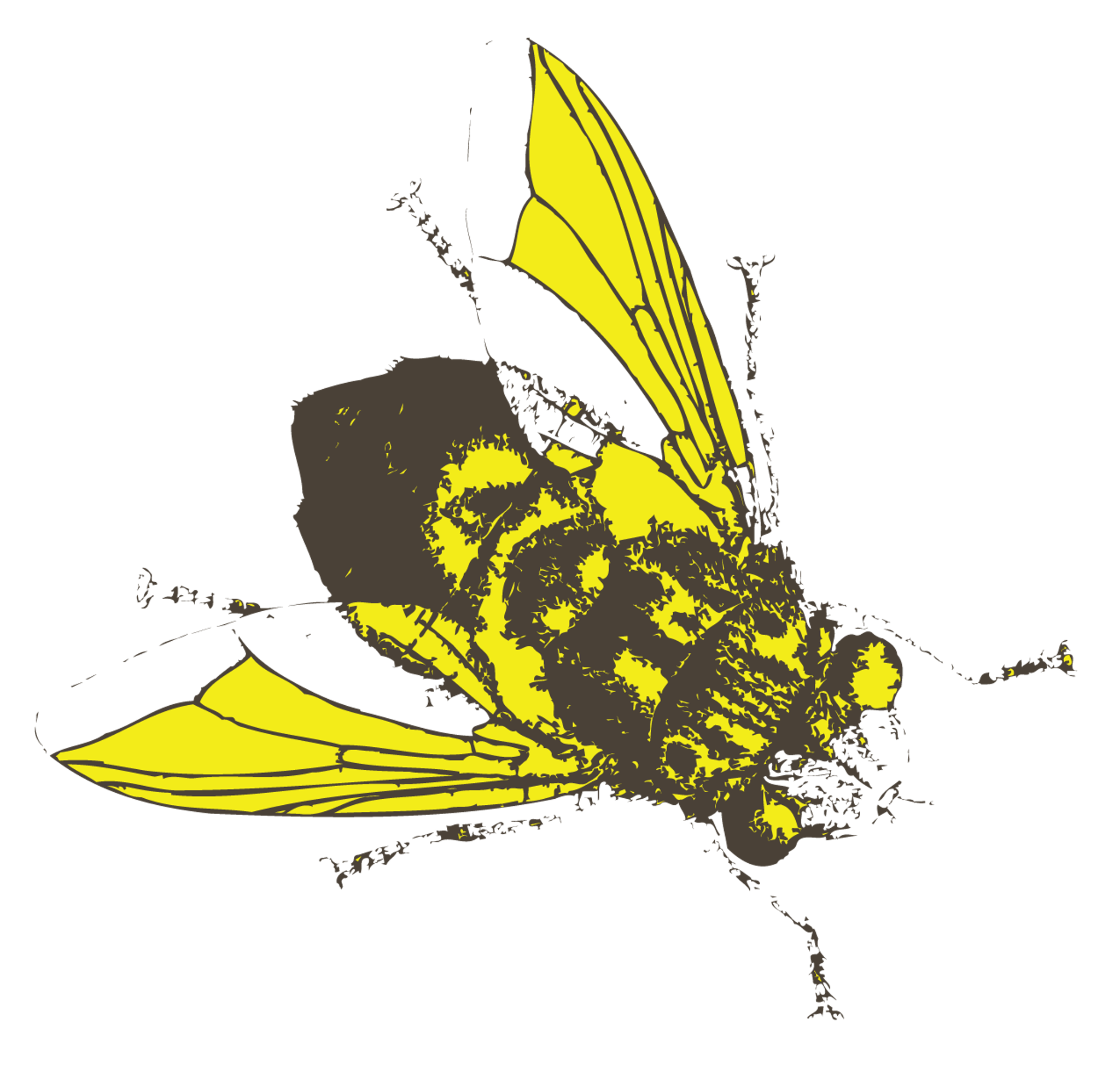 Bee Sketch