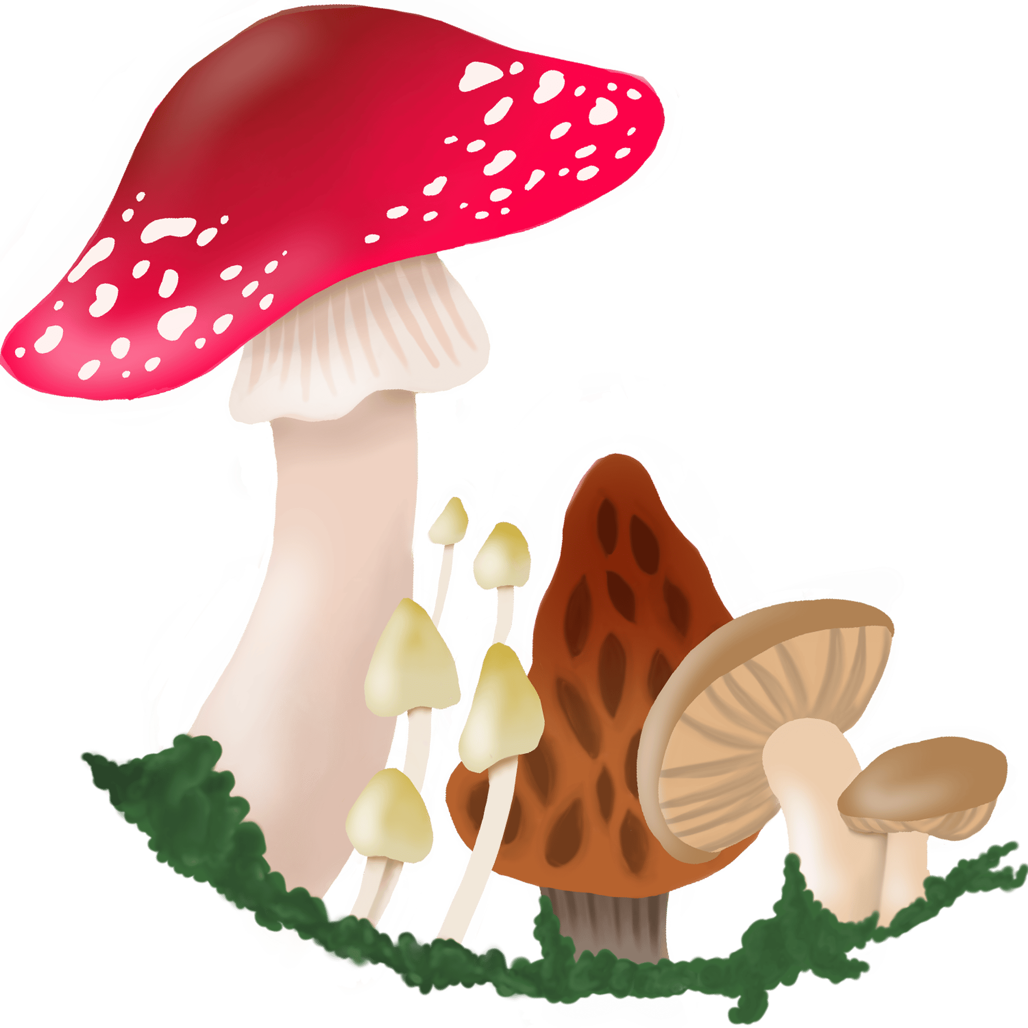 Whimsical Mushrooms