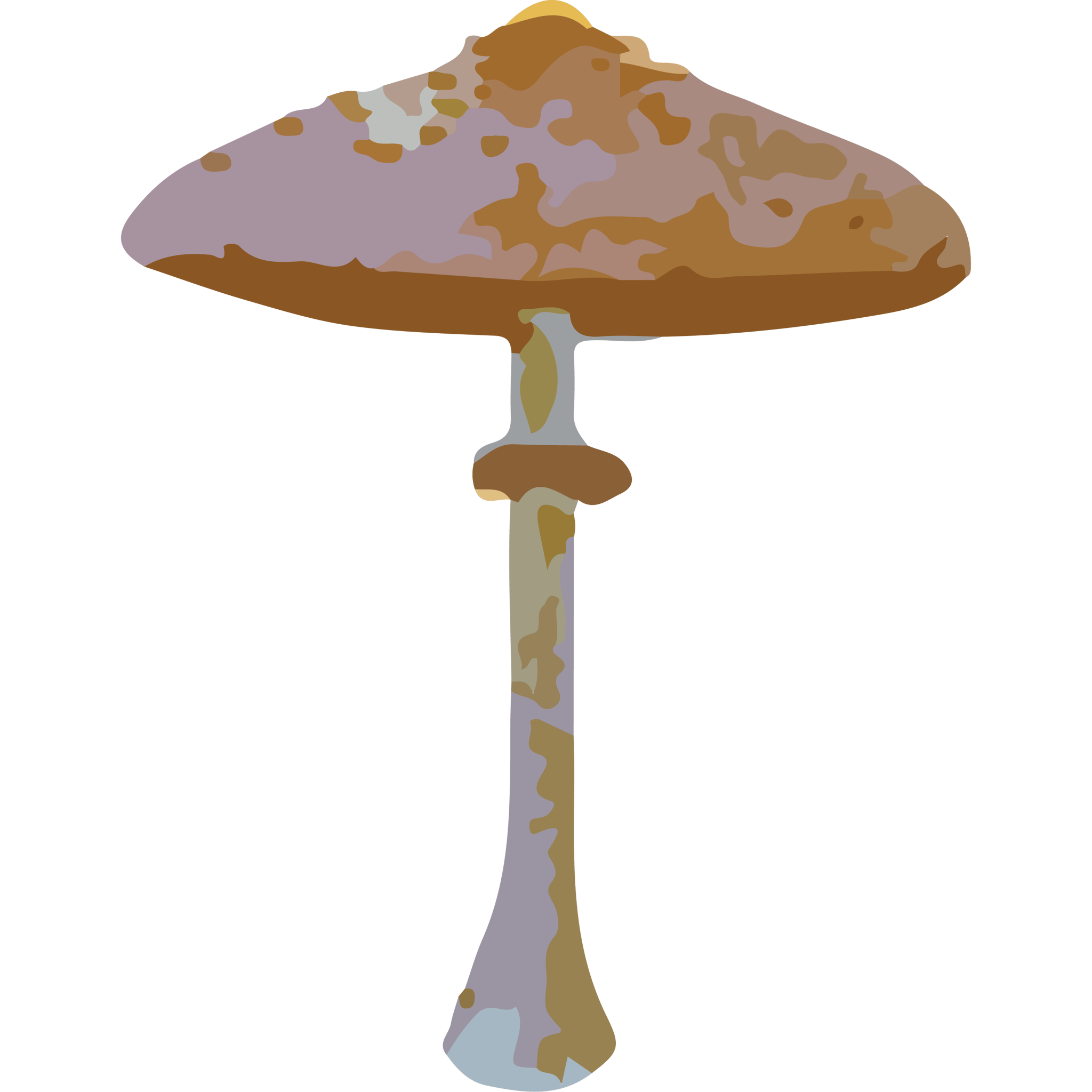 Parasol Mushroom