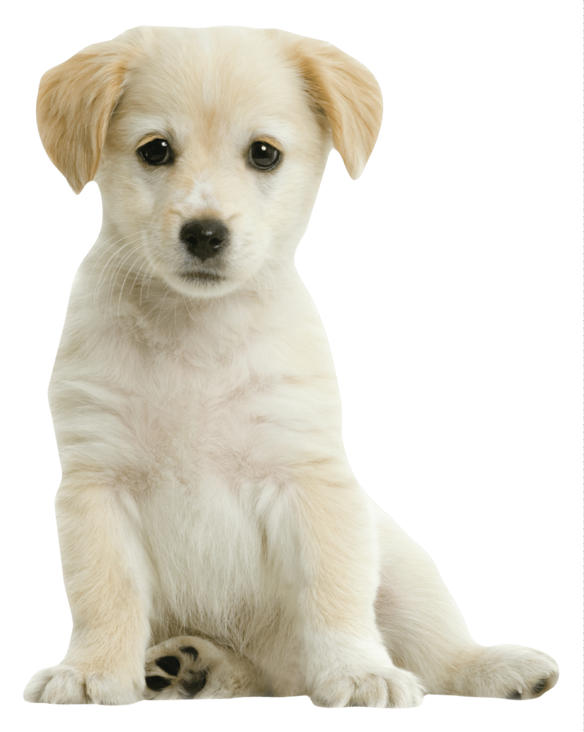 Puppy