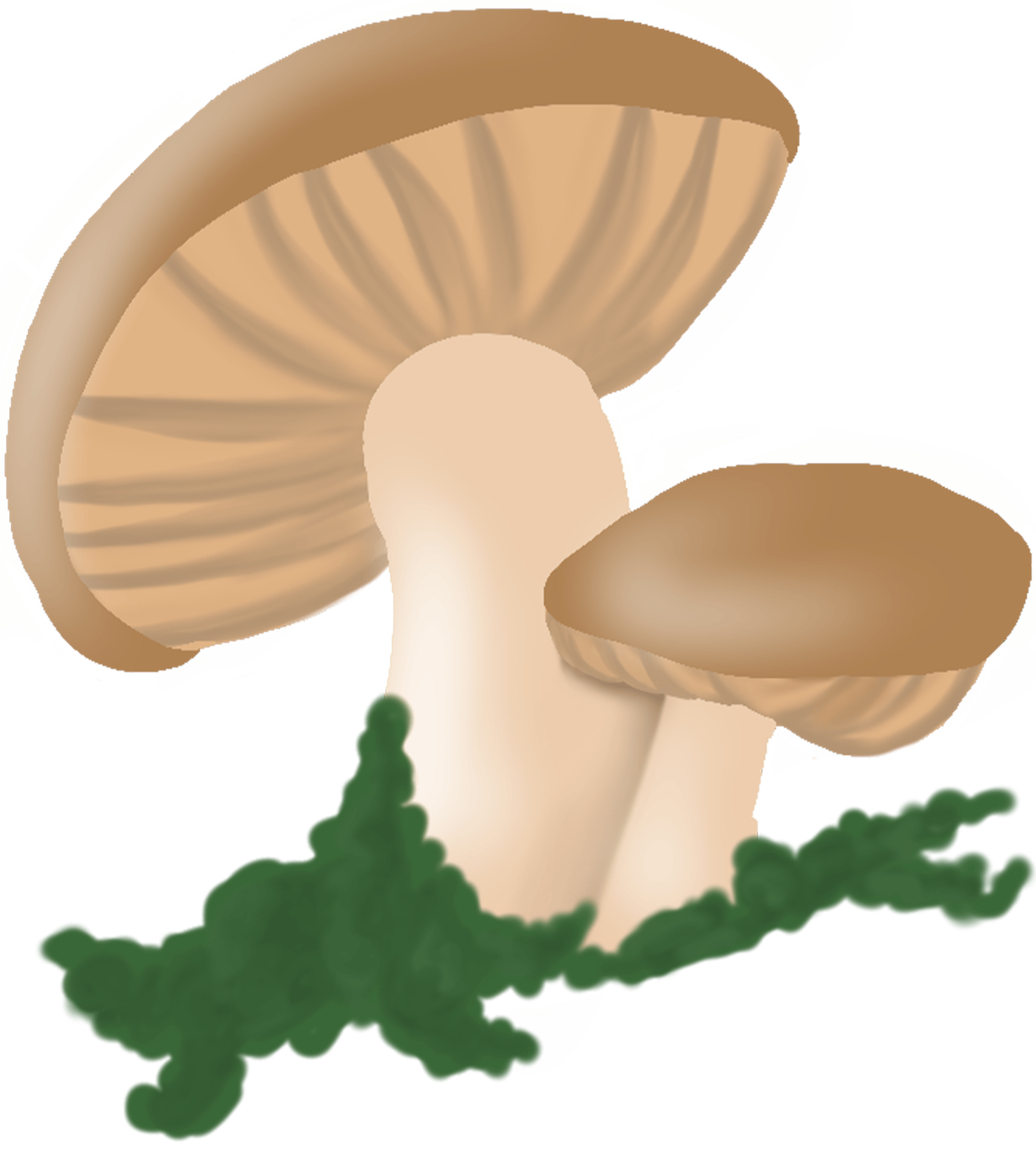 Whimsical Shiitake Mushroom