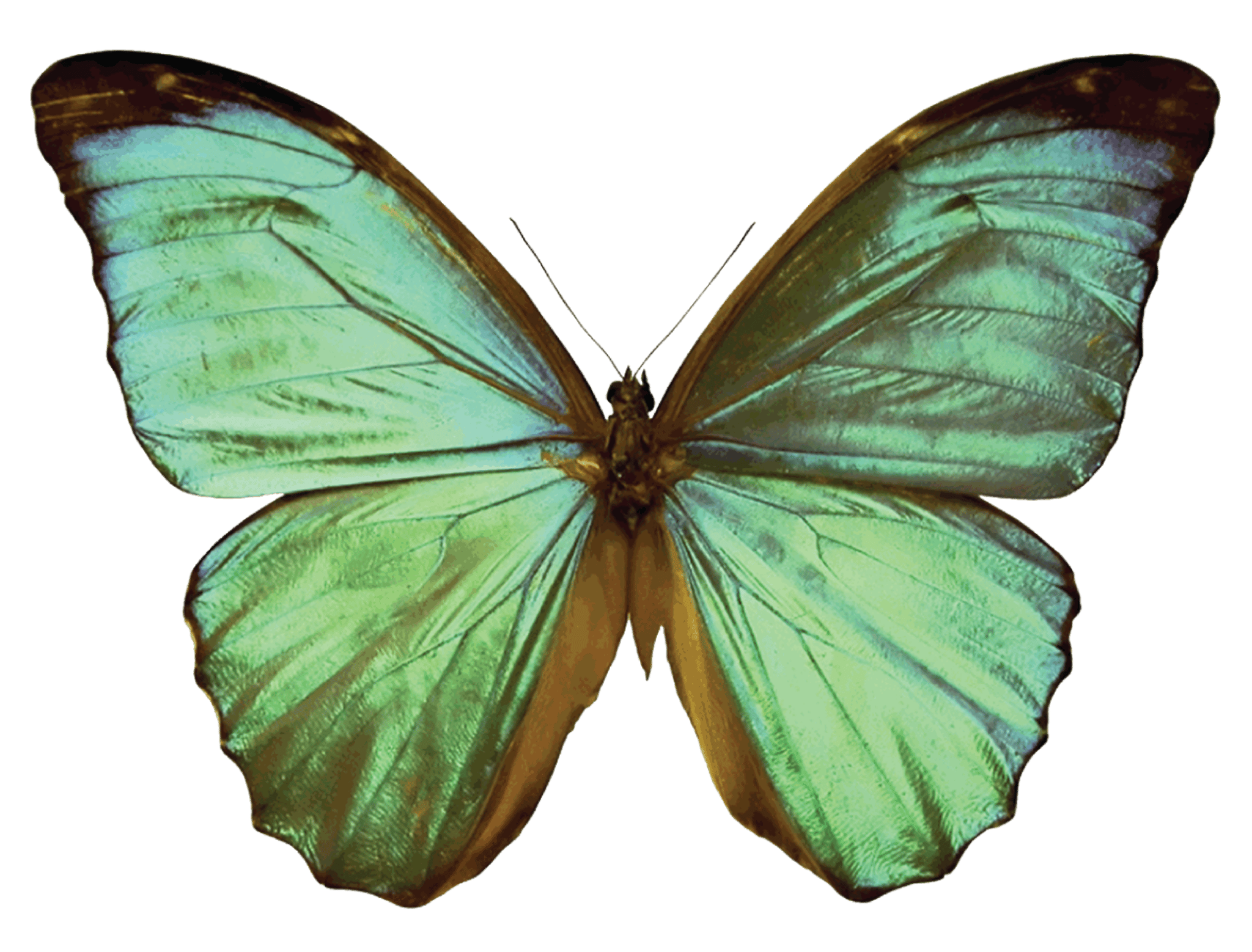 Green Butterfly