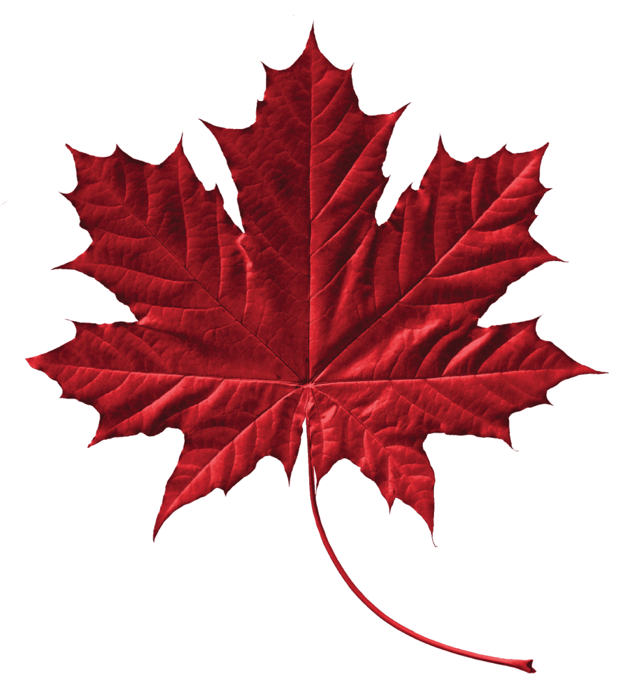 Detailed Maple Leaf 