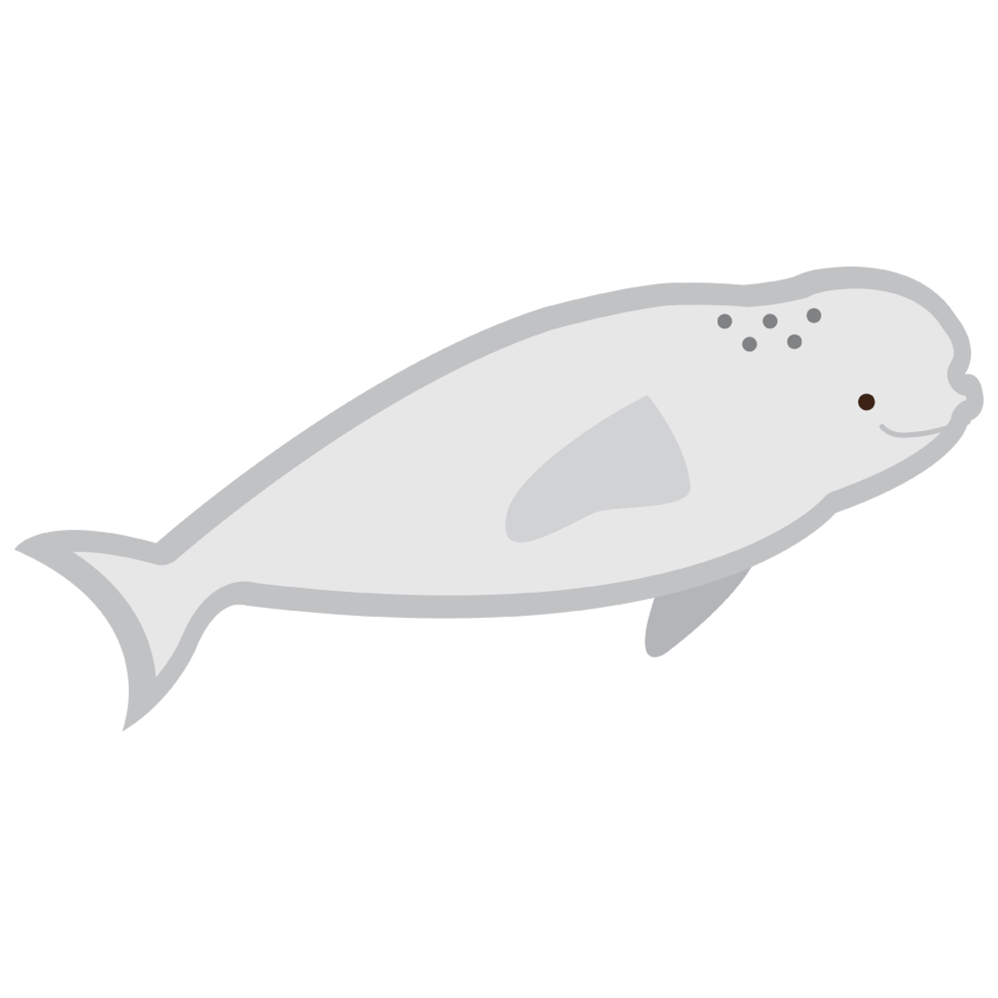 Beluga Whale