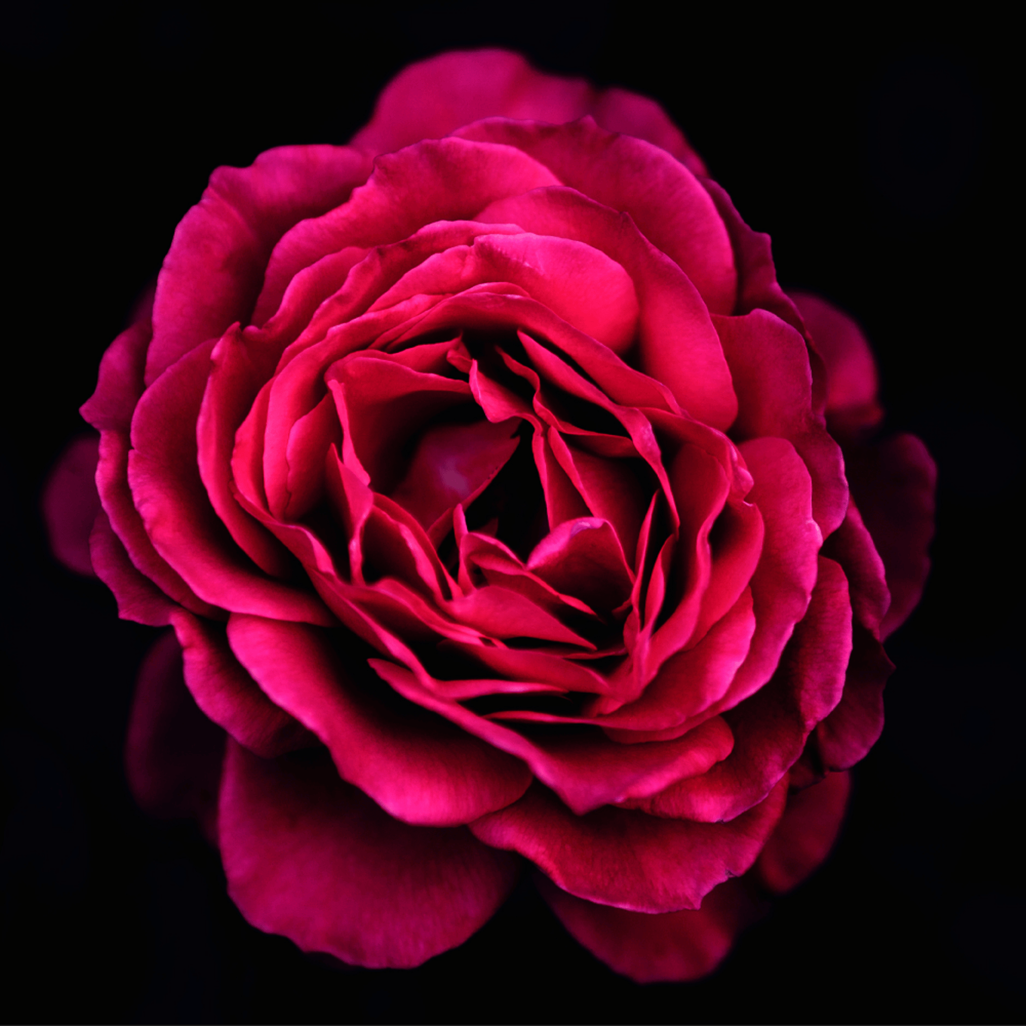 Flower Photo