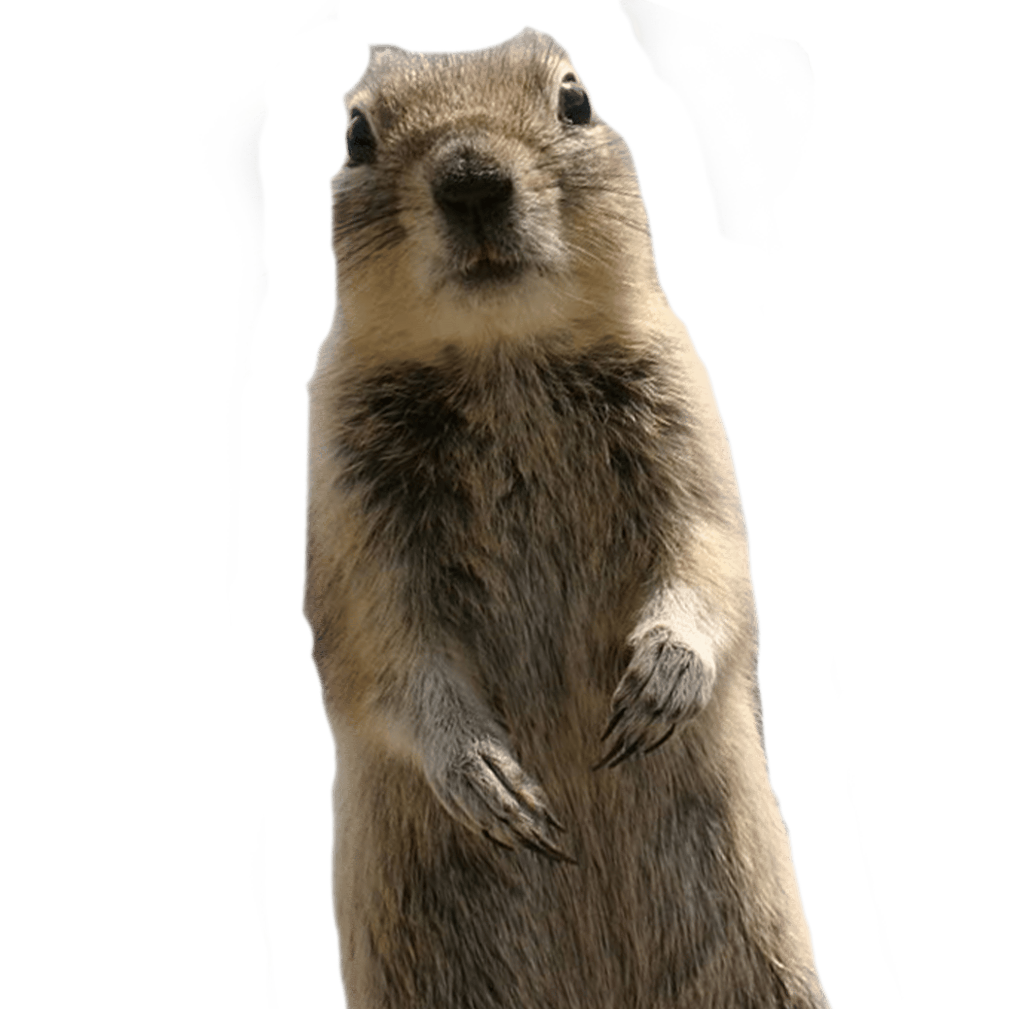 crasher1b.png