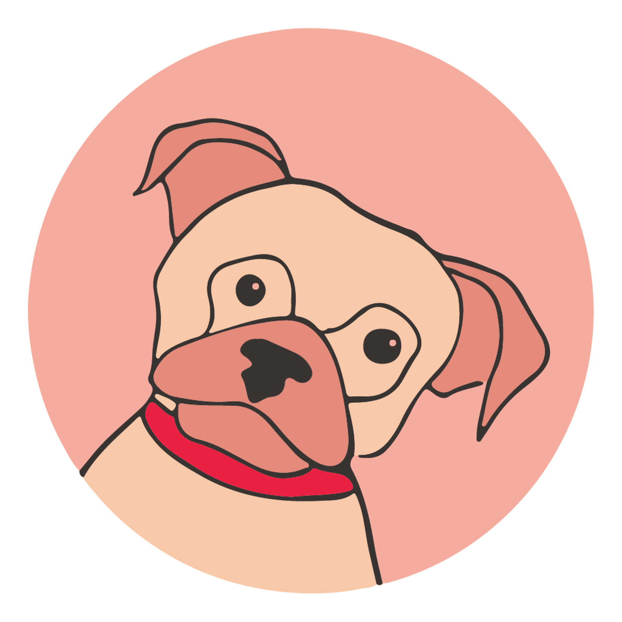 Pug on pink