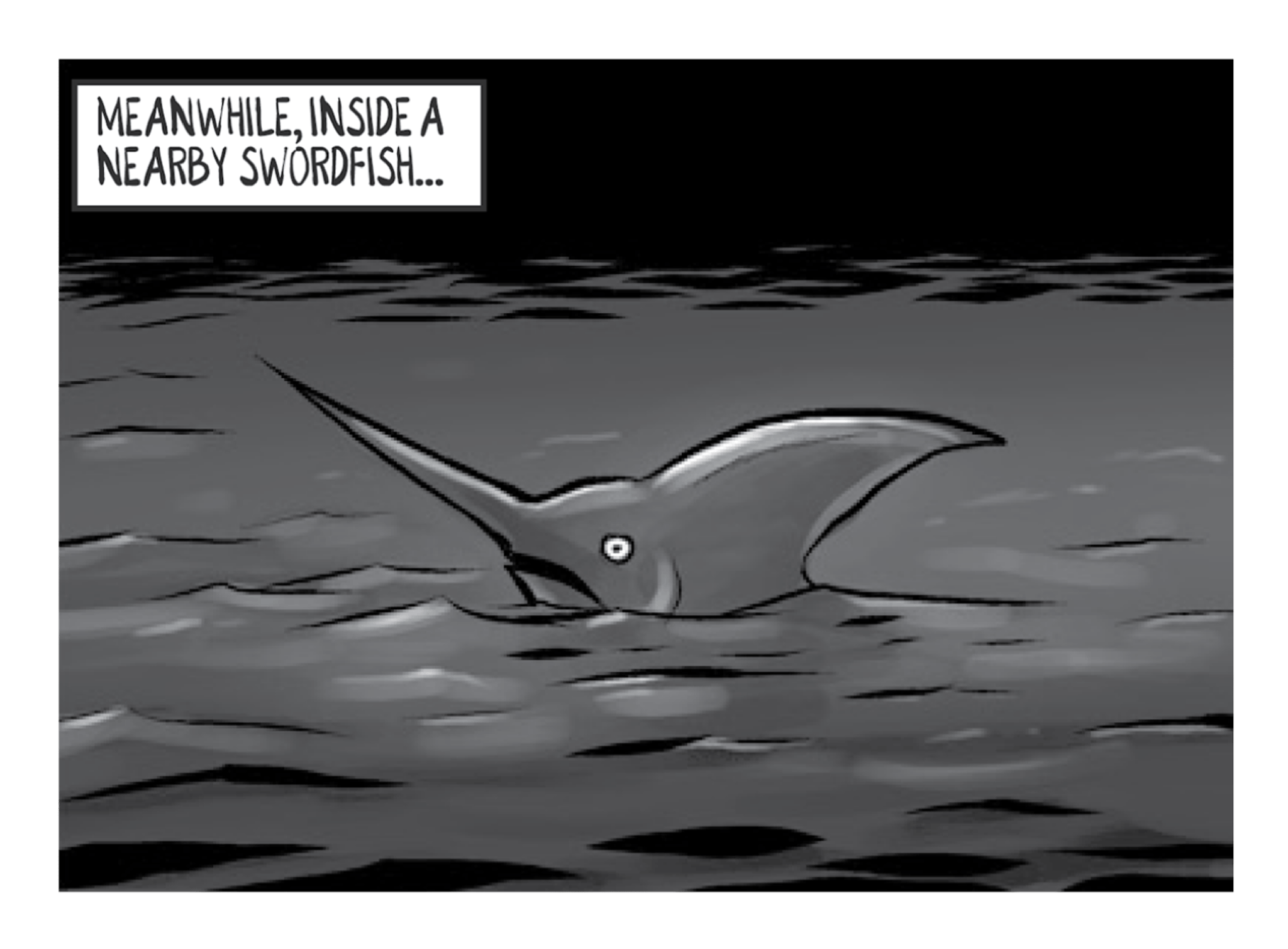 Swordfish