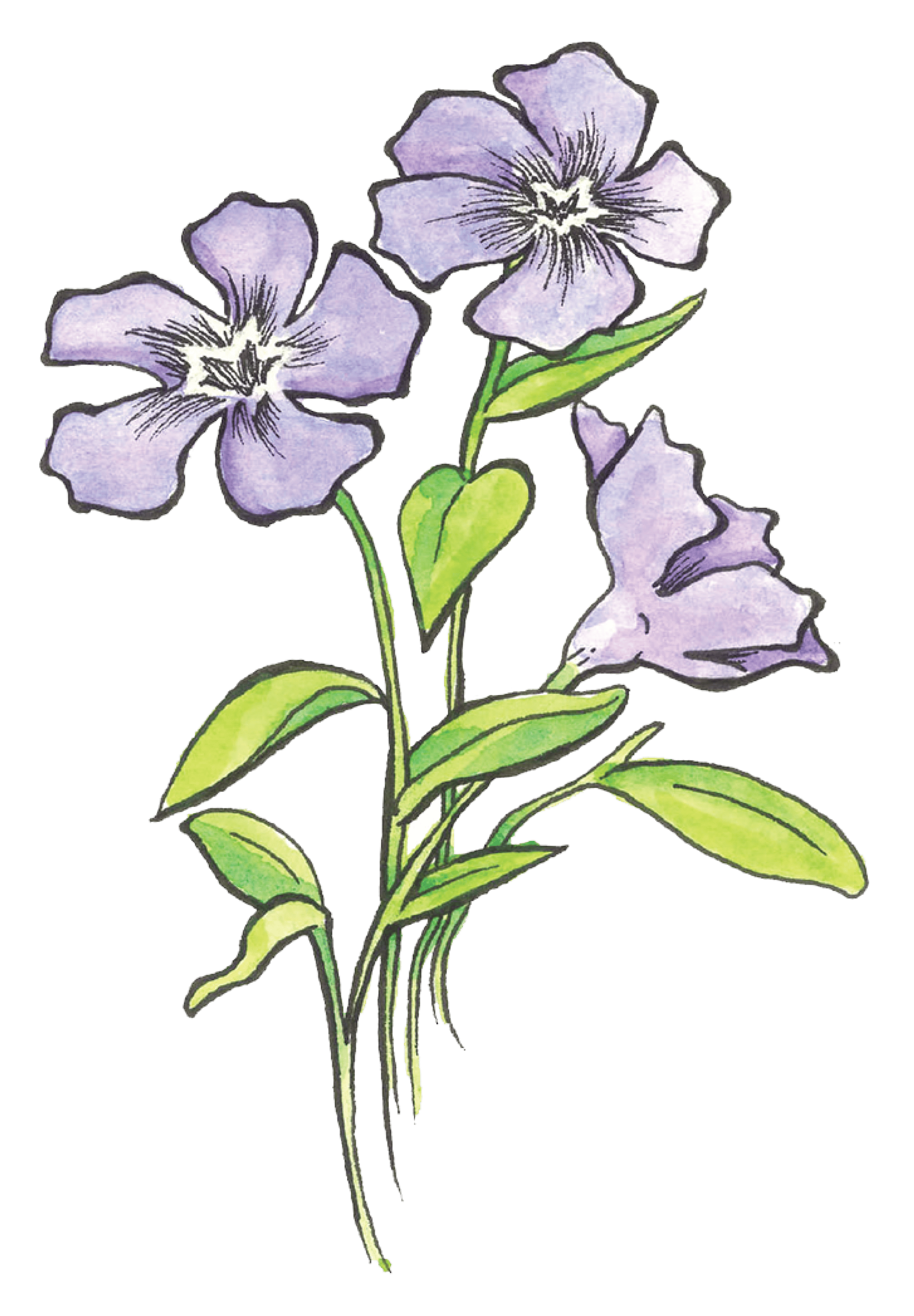 Periwinkle