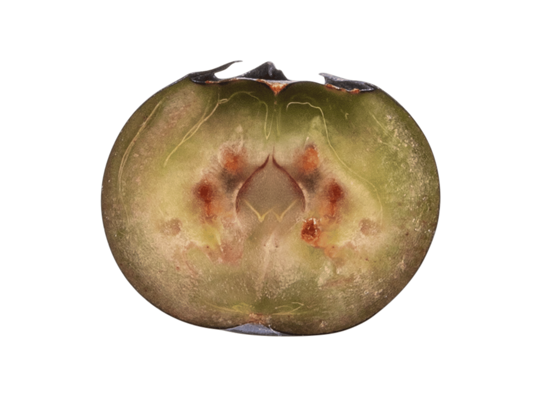 Blueberry Sliced and Closeup
