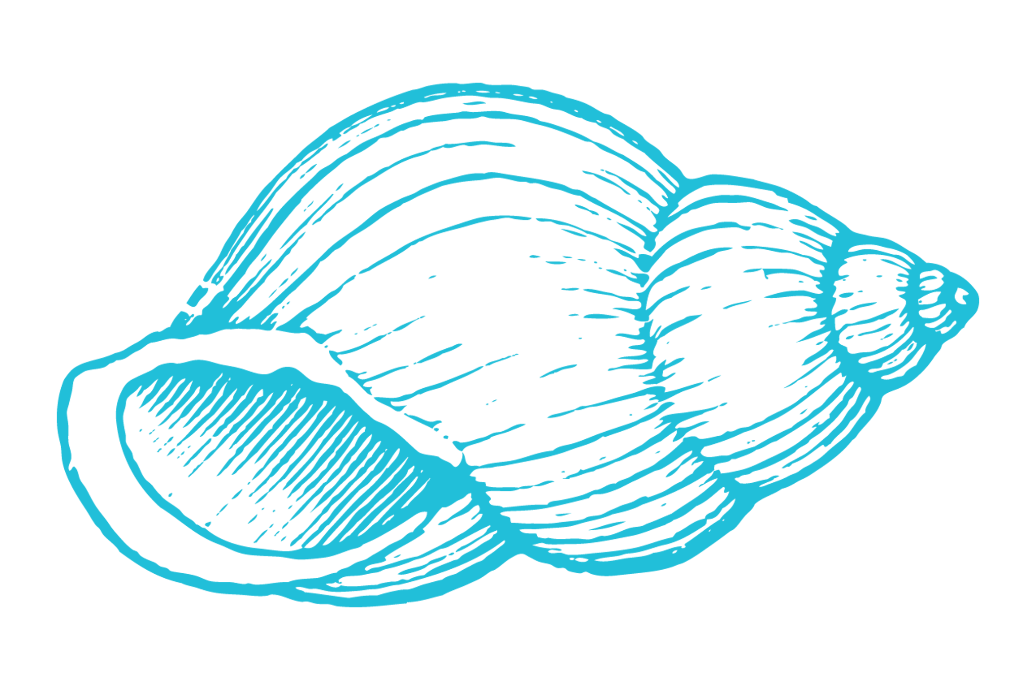 Sea Shell