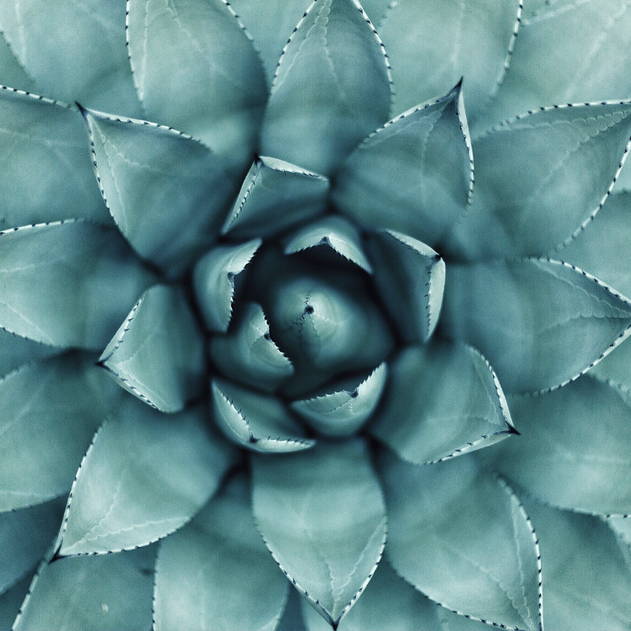 Succulent Photo