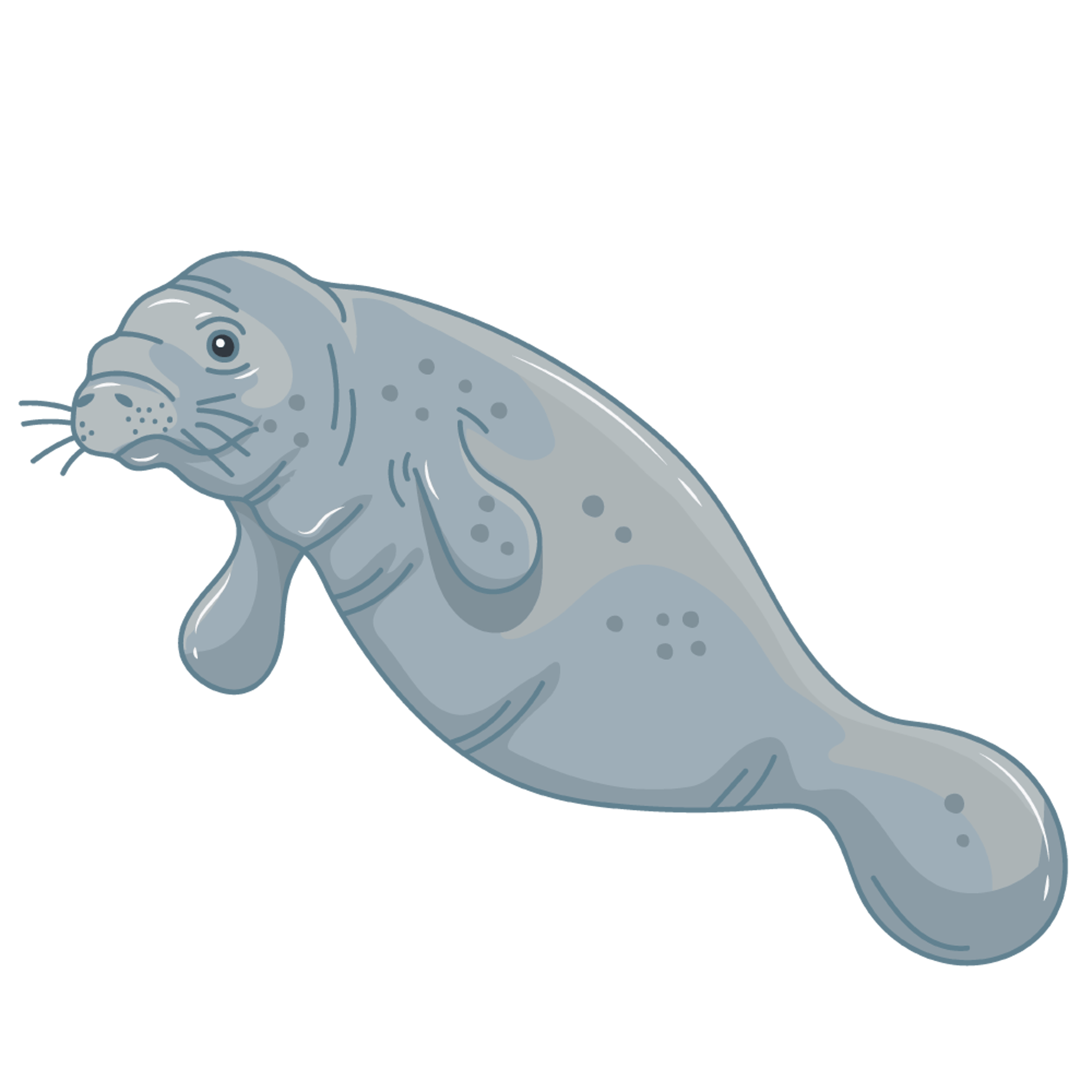 manatee 3