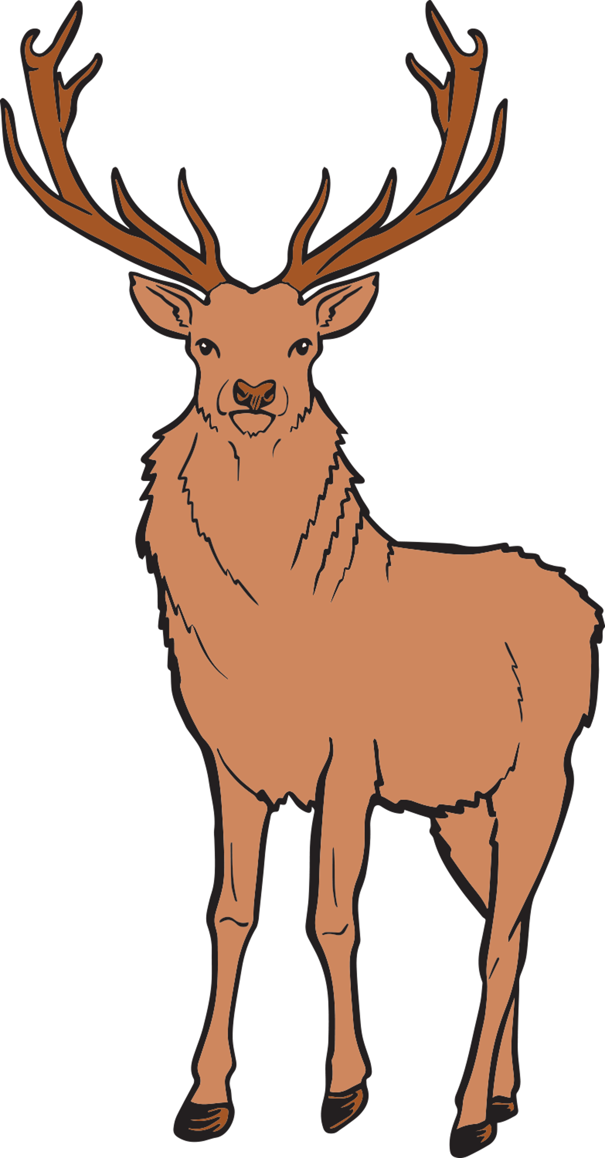 Reindeer