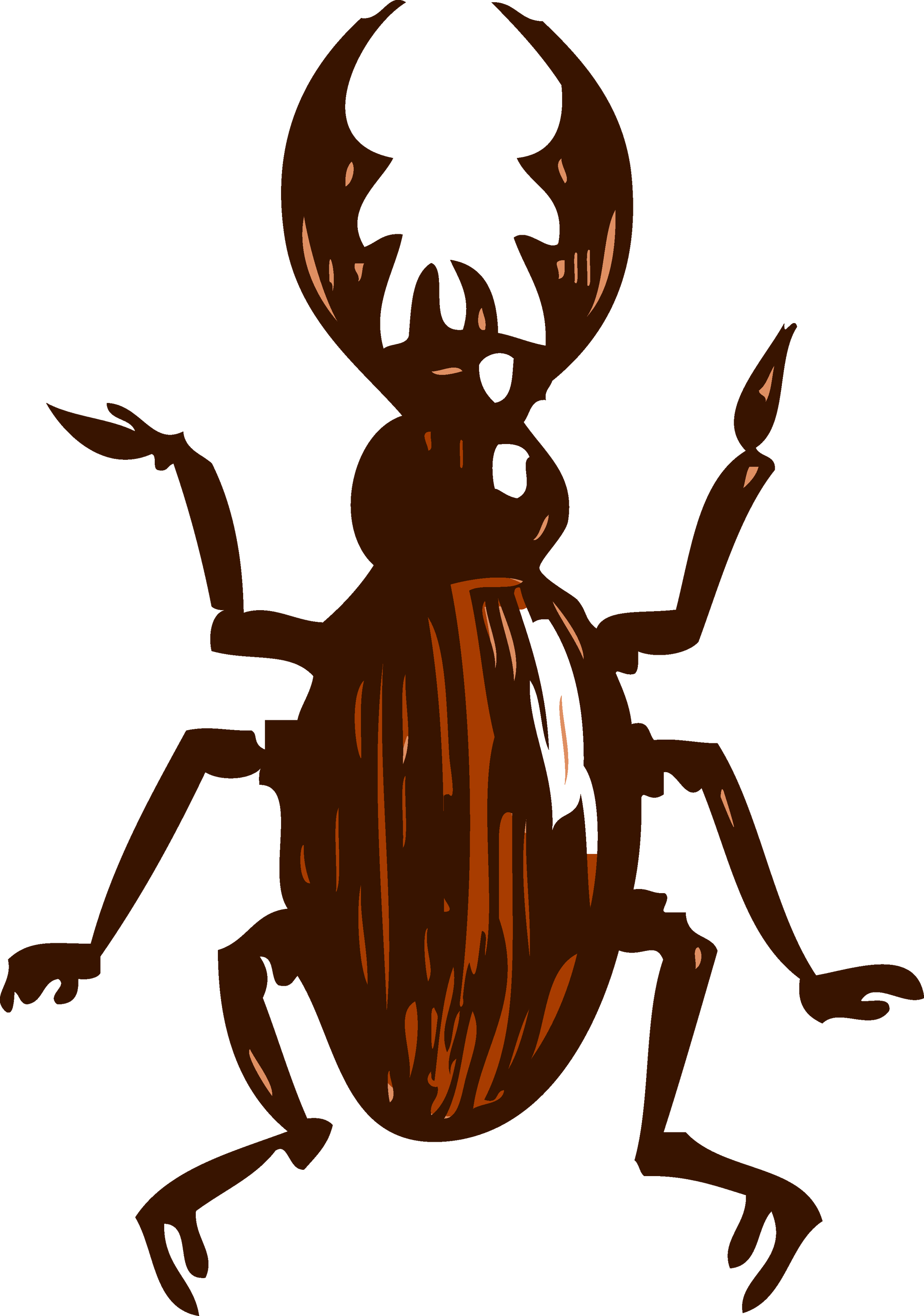 Beetle