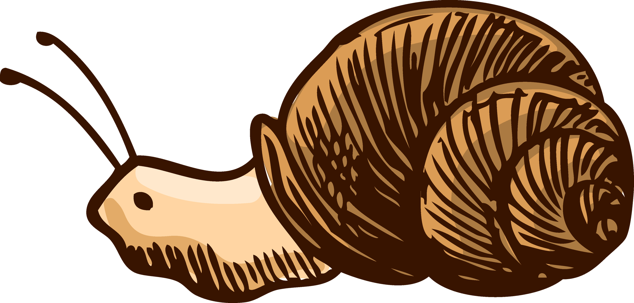 Snail