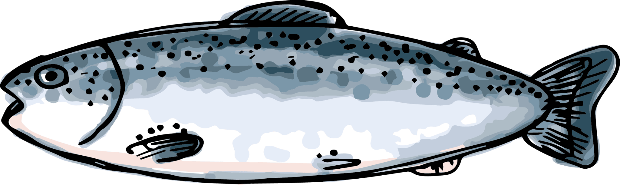 Salmon