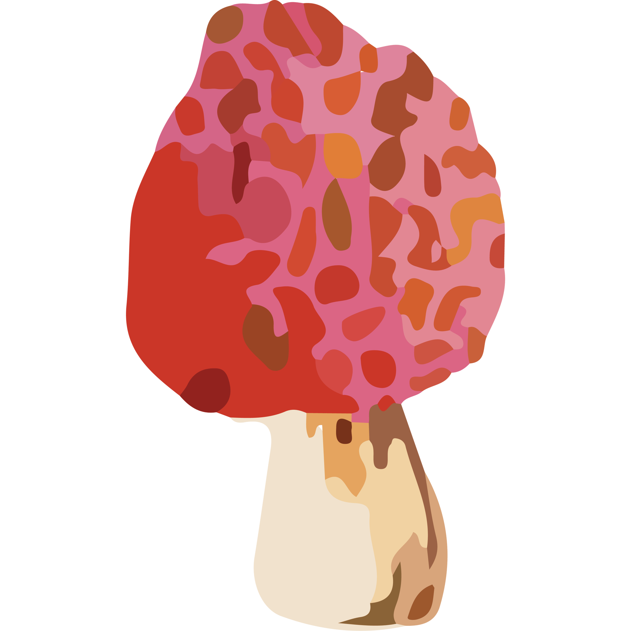 Morel