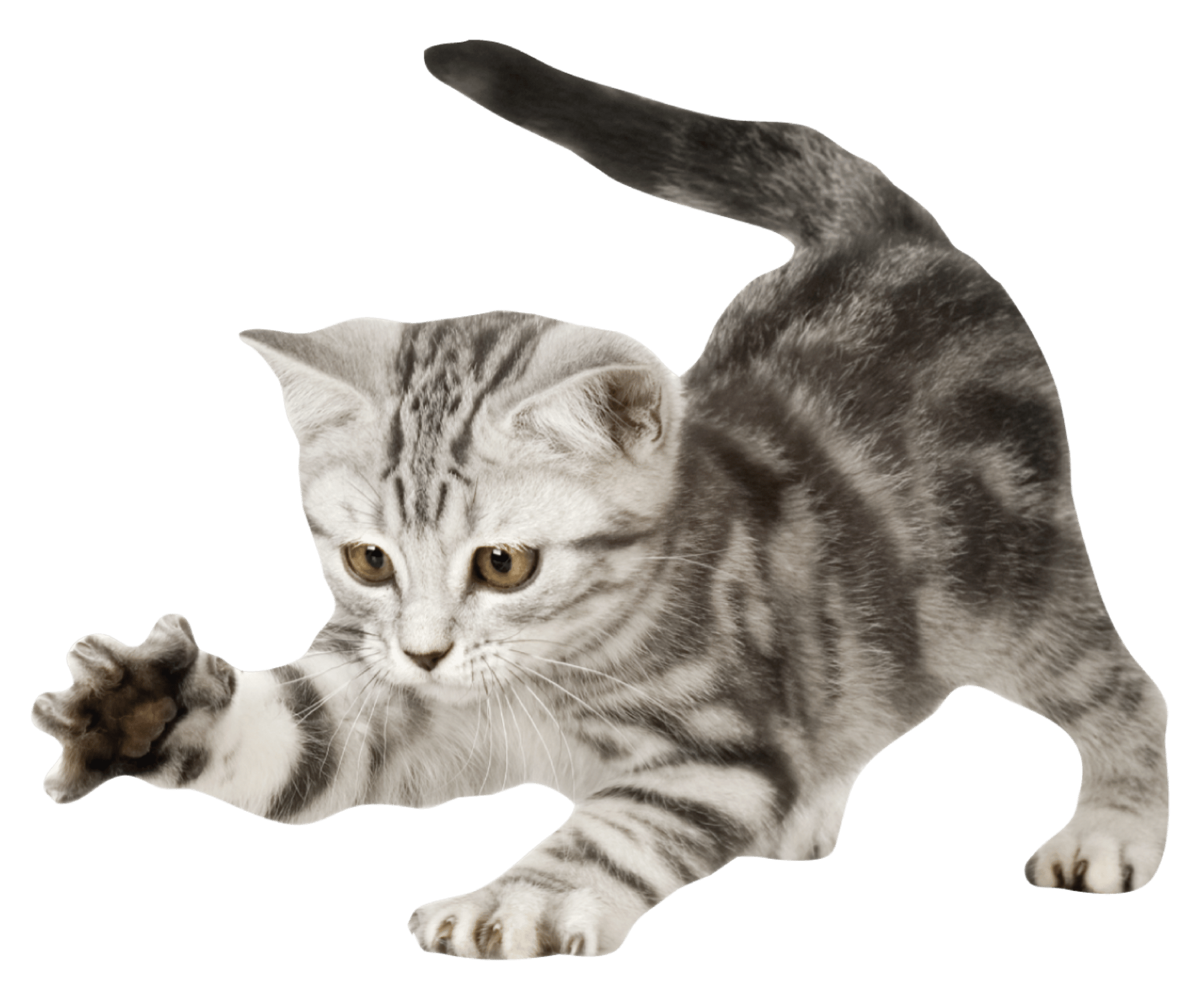kitty