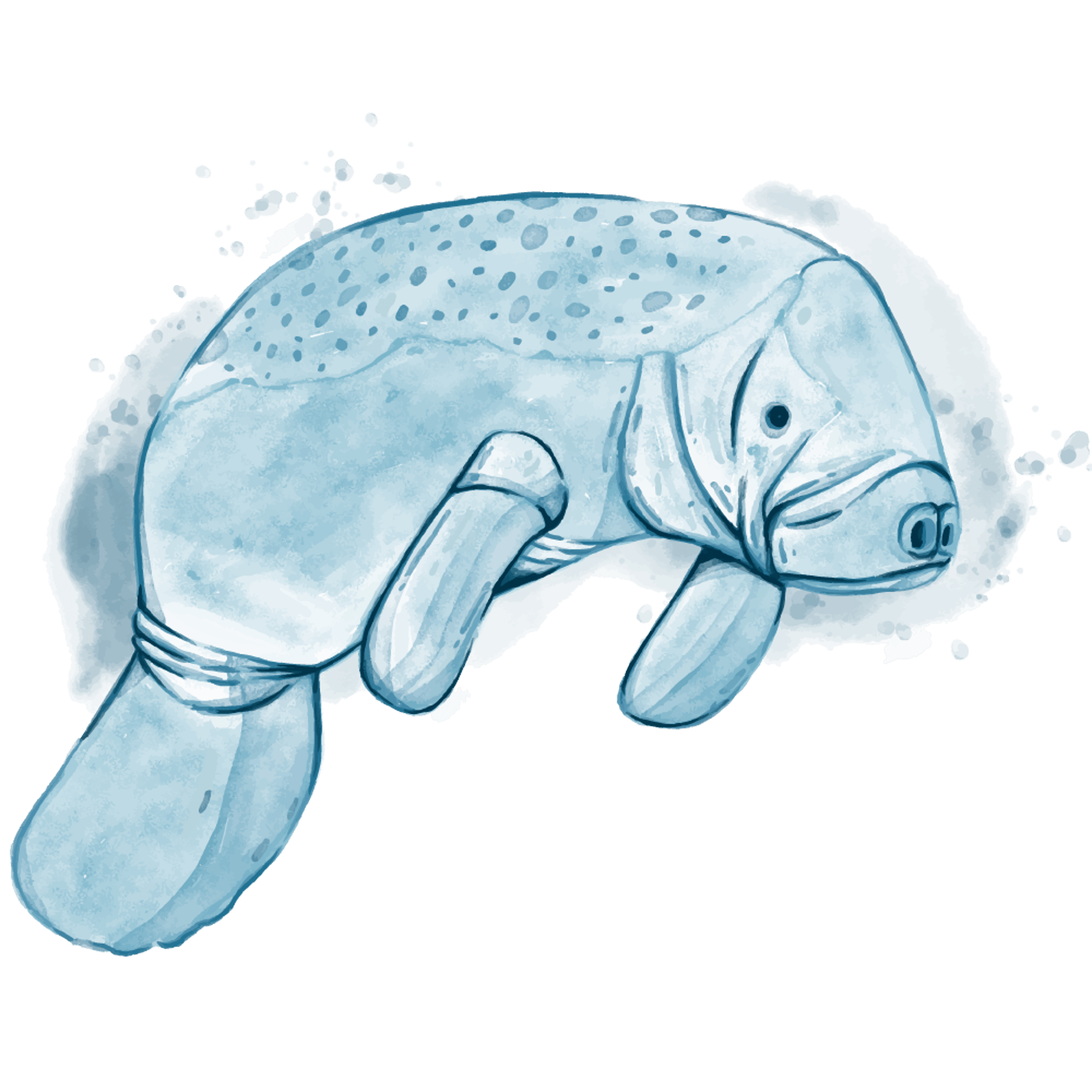 manatee 2