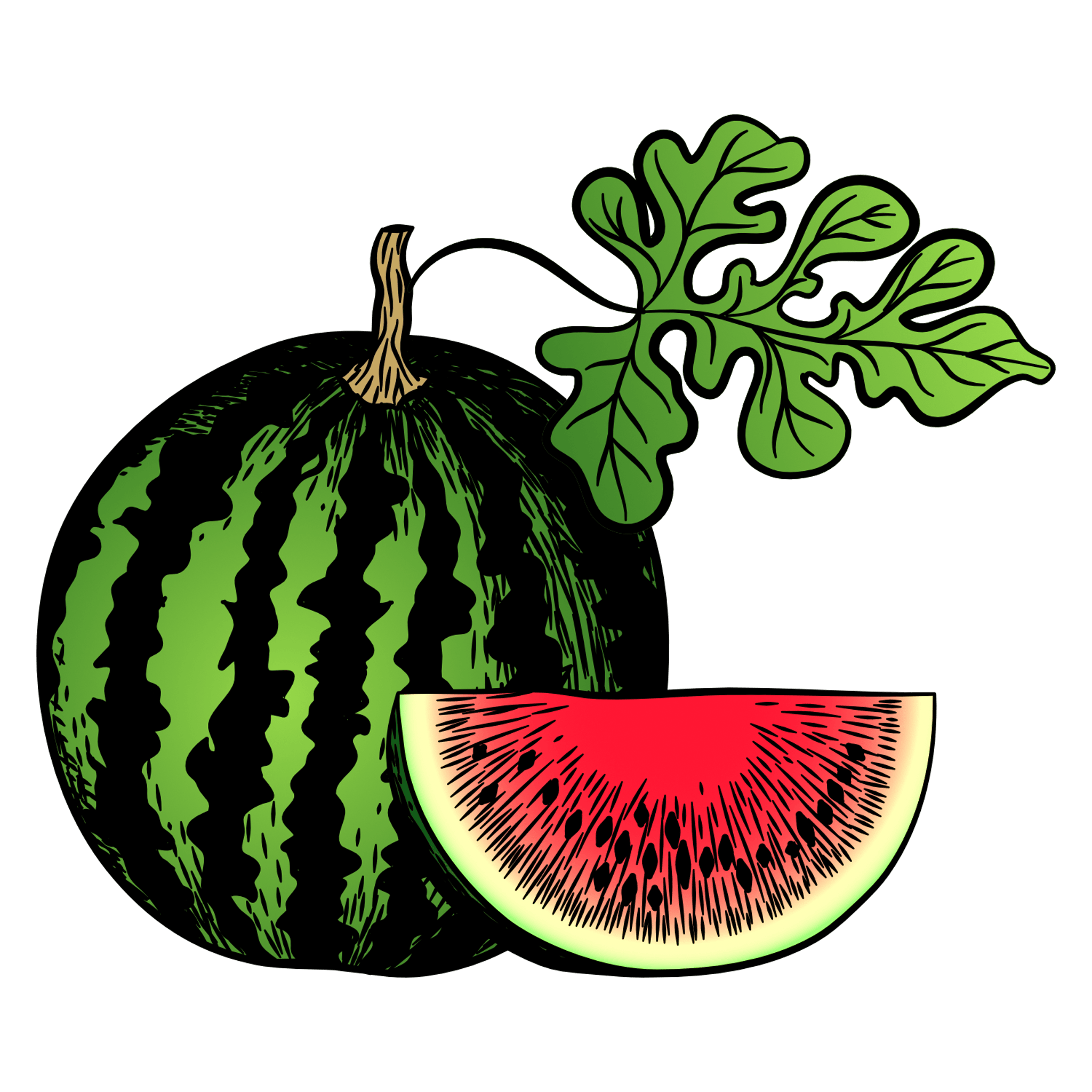 Watermelon Illustration