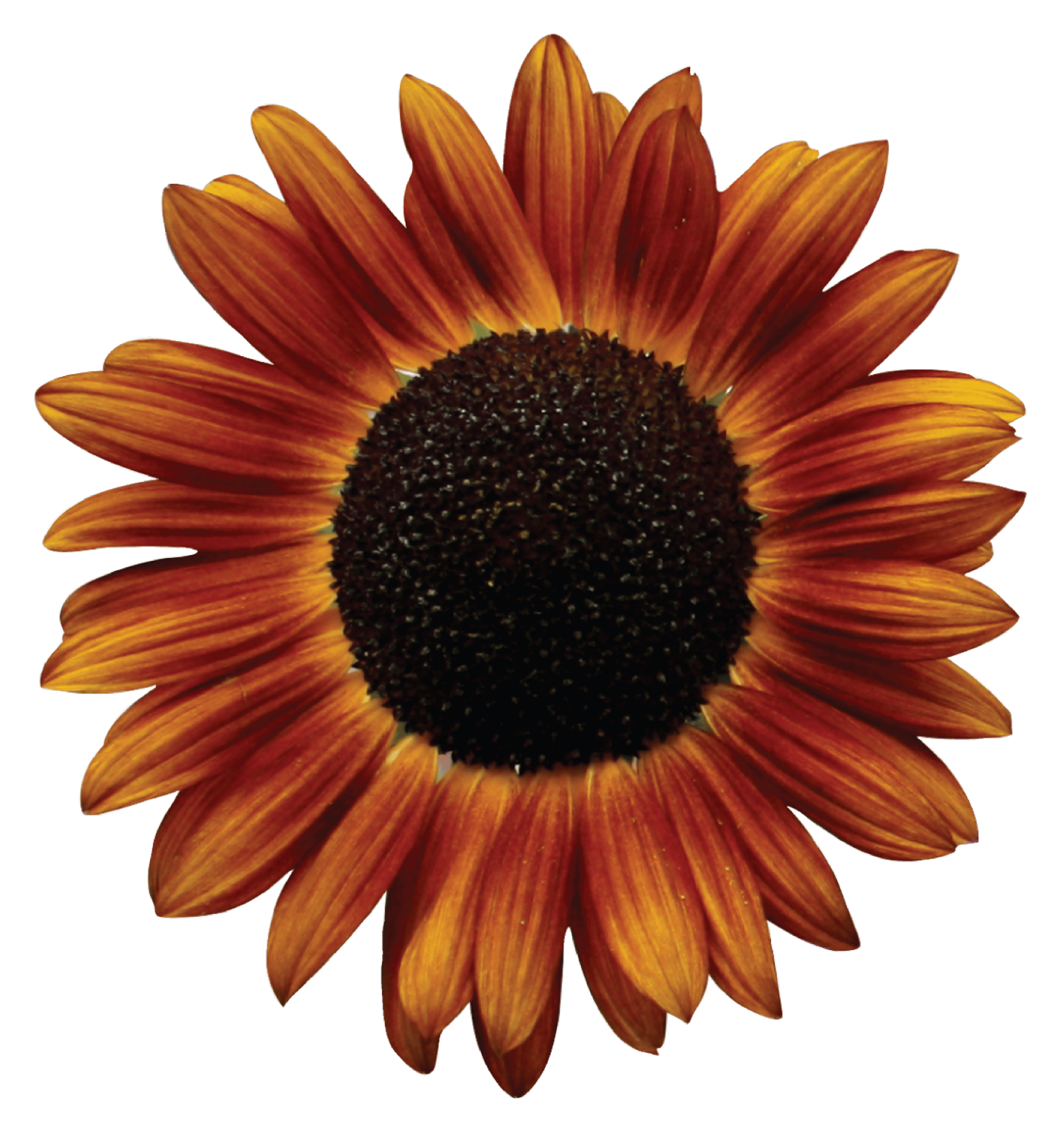 Orange Sunflower