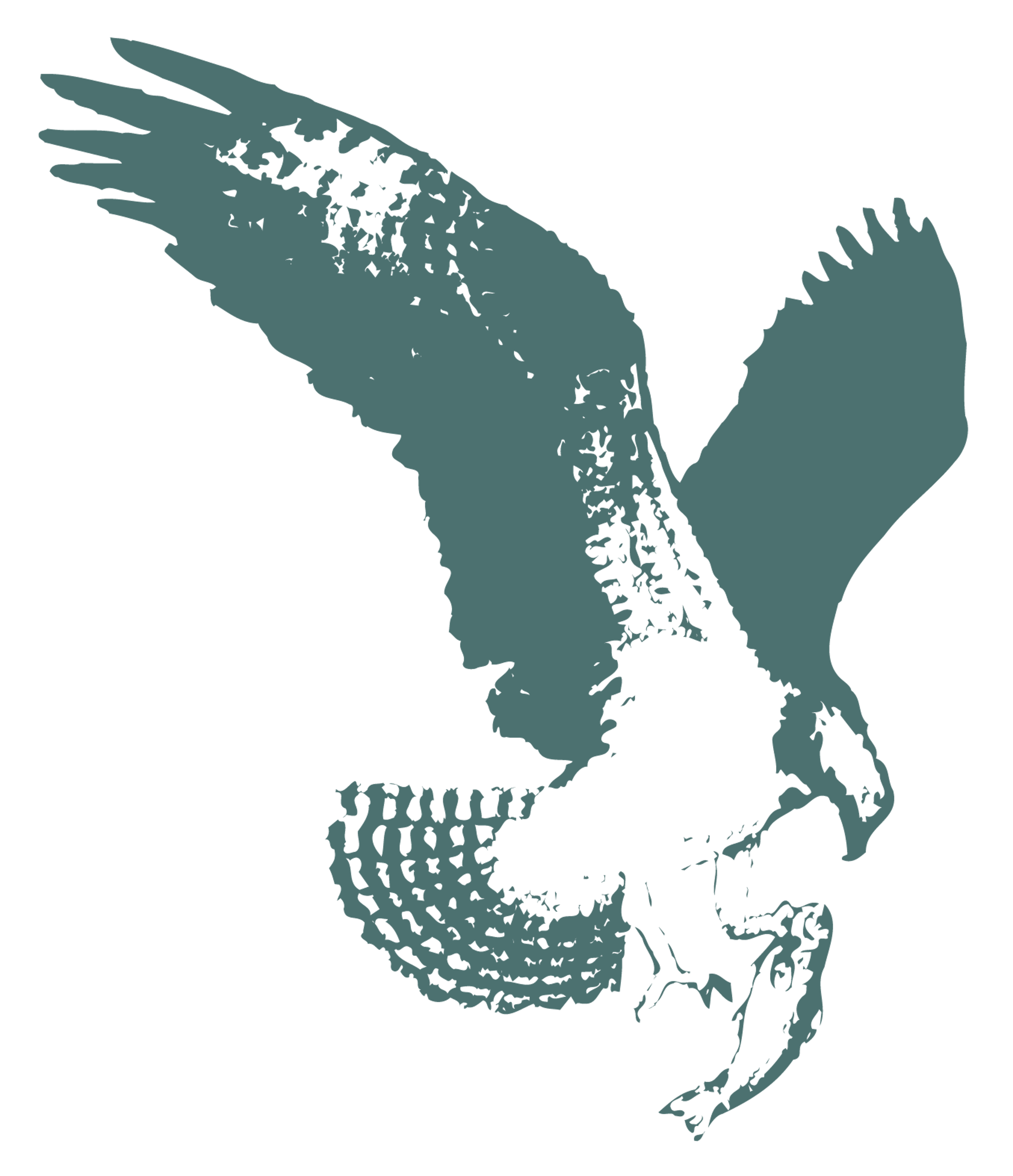 Hawk Eagle Drawing