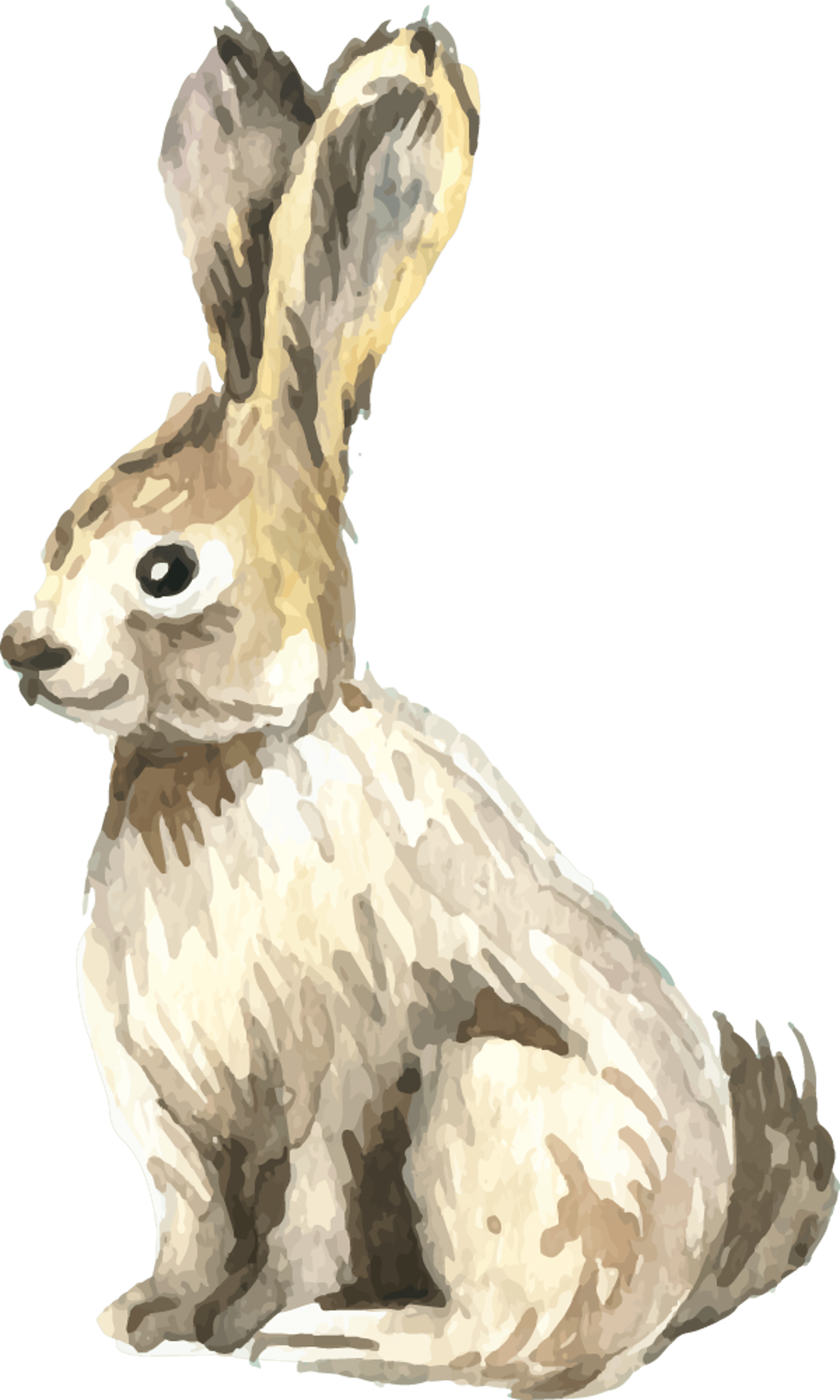 Rabbit