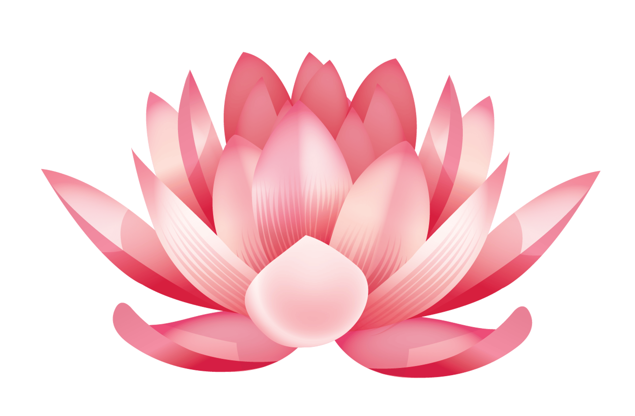 Water Lily Flower