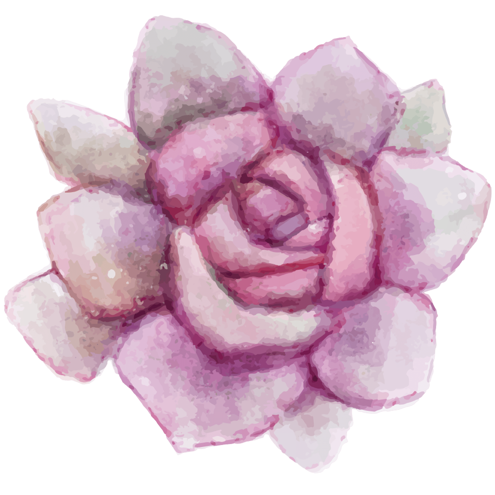 Purple Succulent Flower