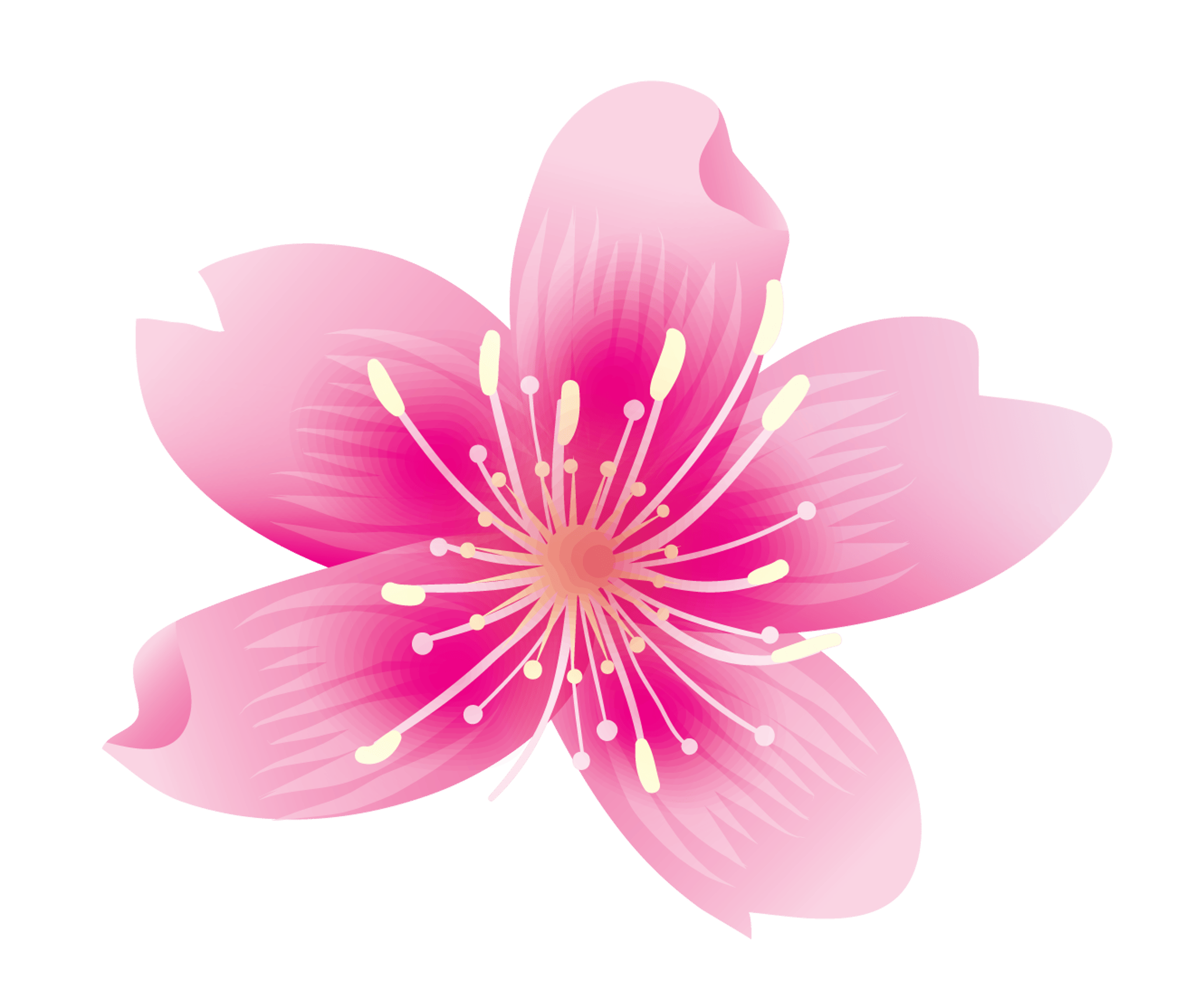 5-Point Pink Flower