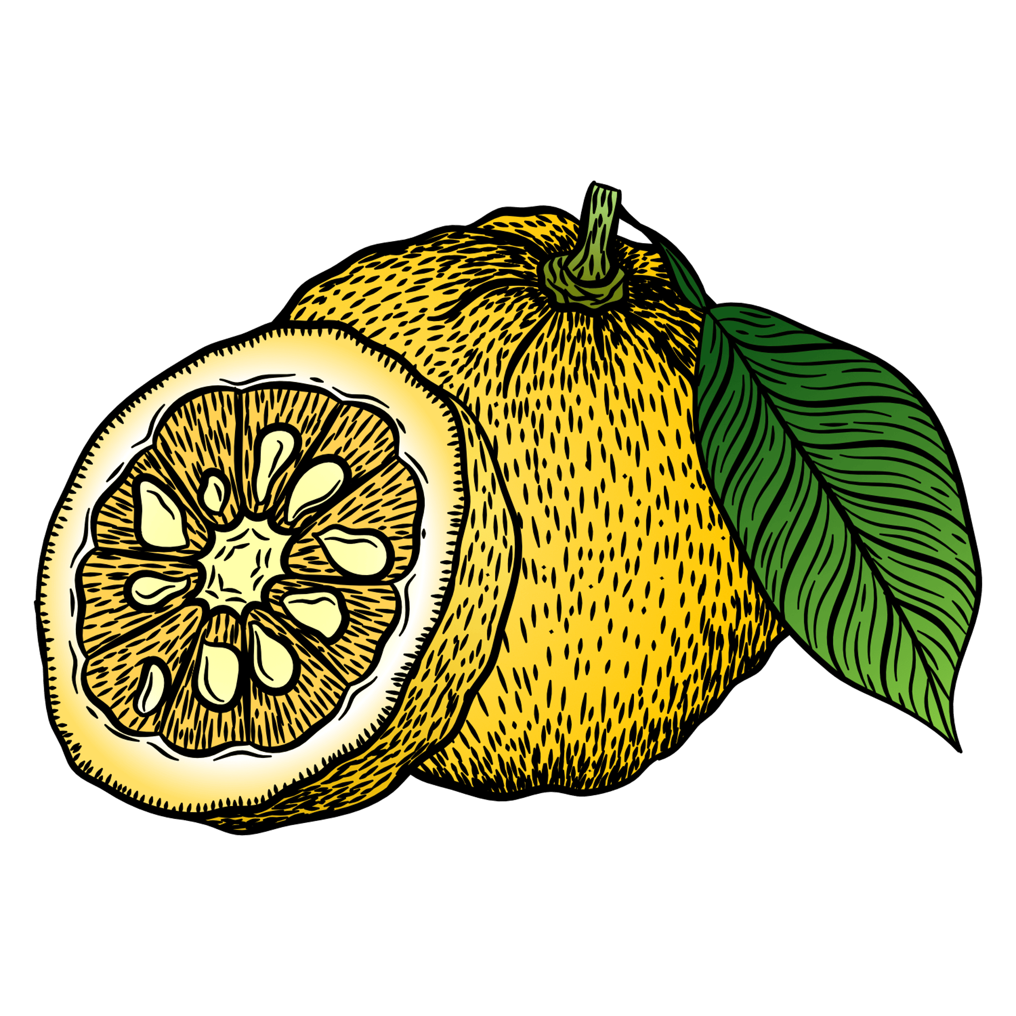 Yuzu Illustration