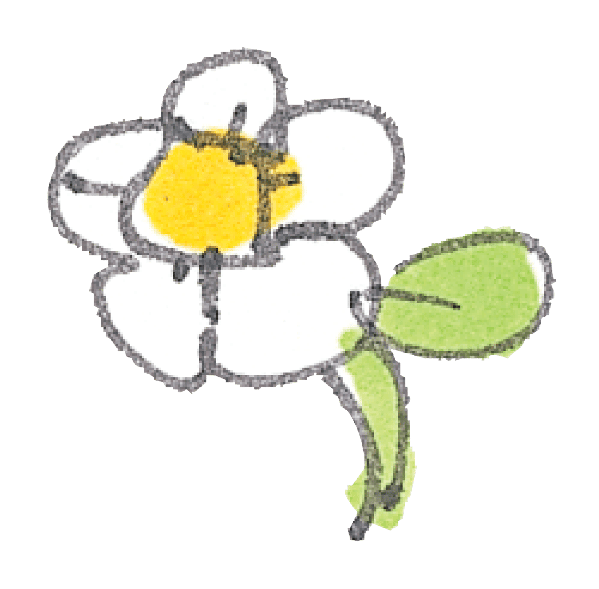 White Flower Sketch