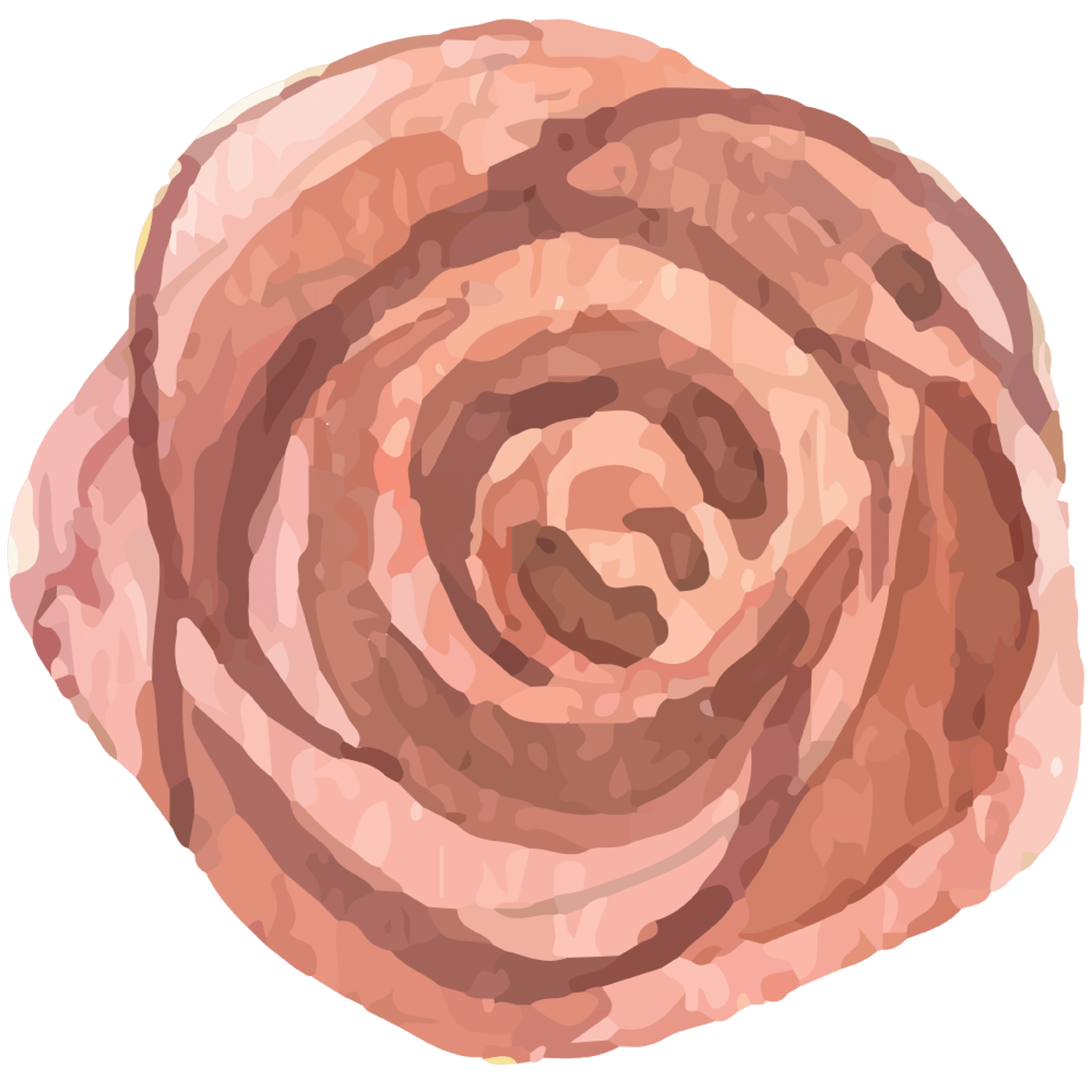 Peach Rose Flower