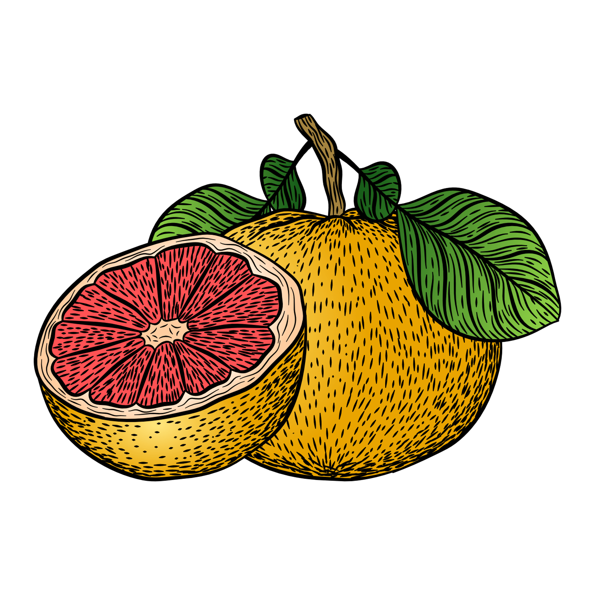 Grapefruit Illustration