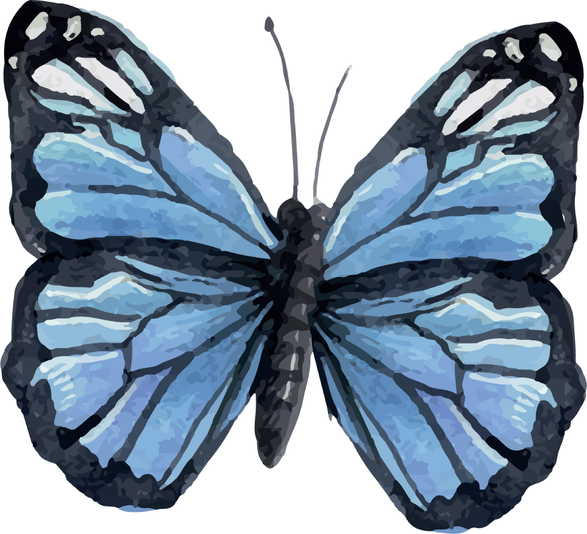 Blue Butterfly