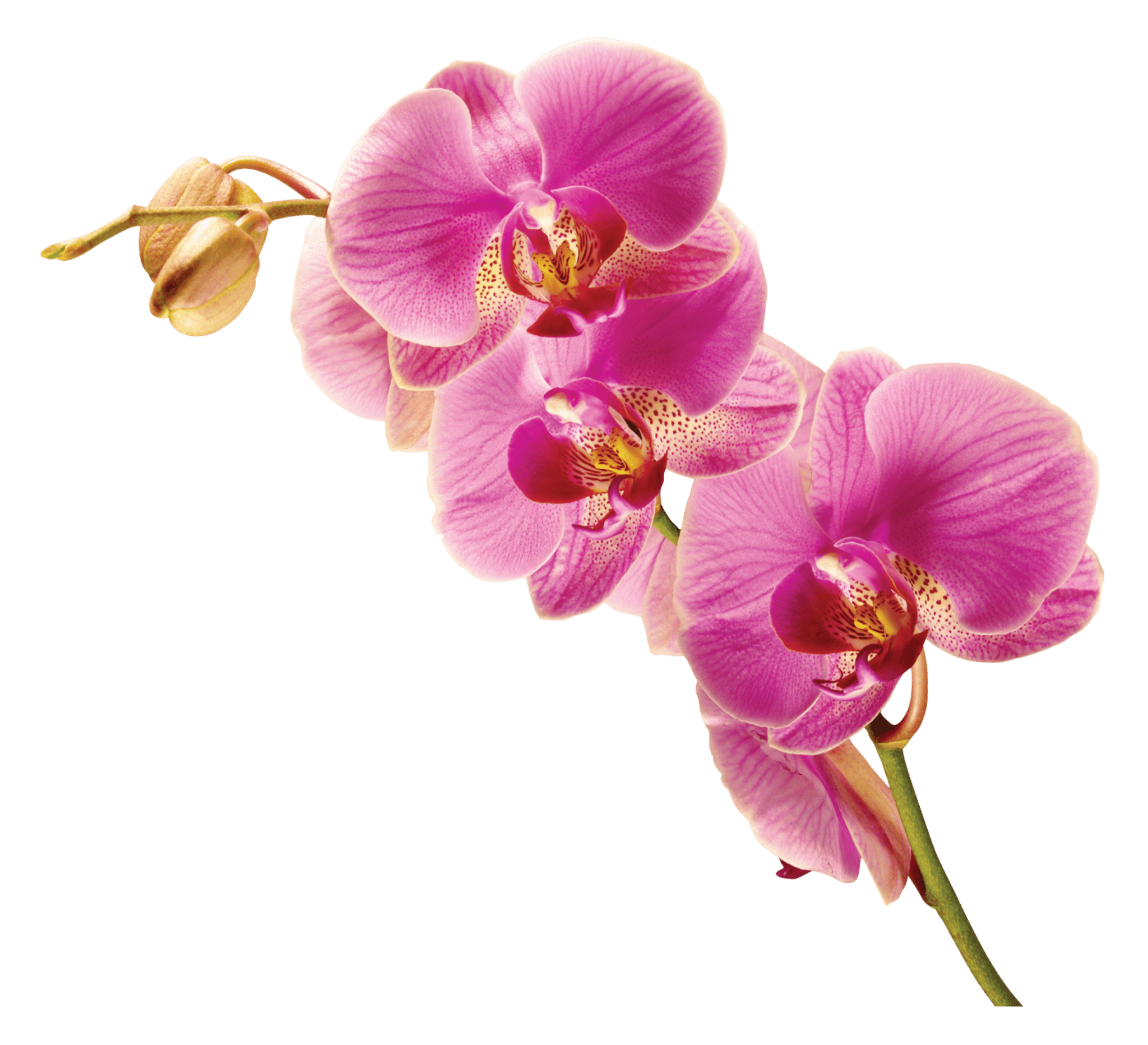 Radiant Orchid Flower Stem